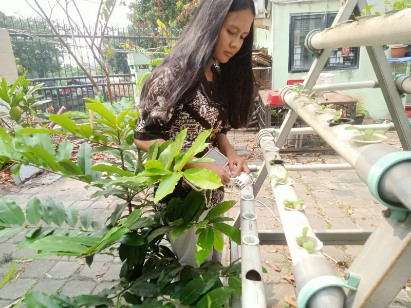 Lahan Urban Farming SMKN 59 Jakarta - Gambar 92