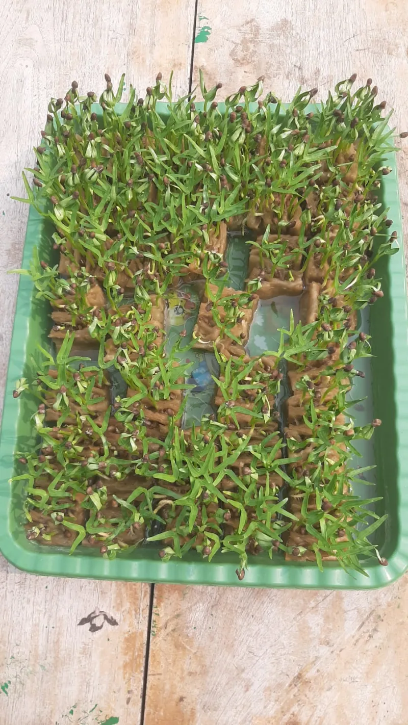 Lahan Urban Farming SMKN 20 Jakarta - Gambar 44