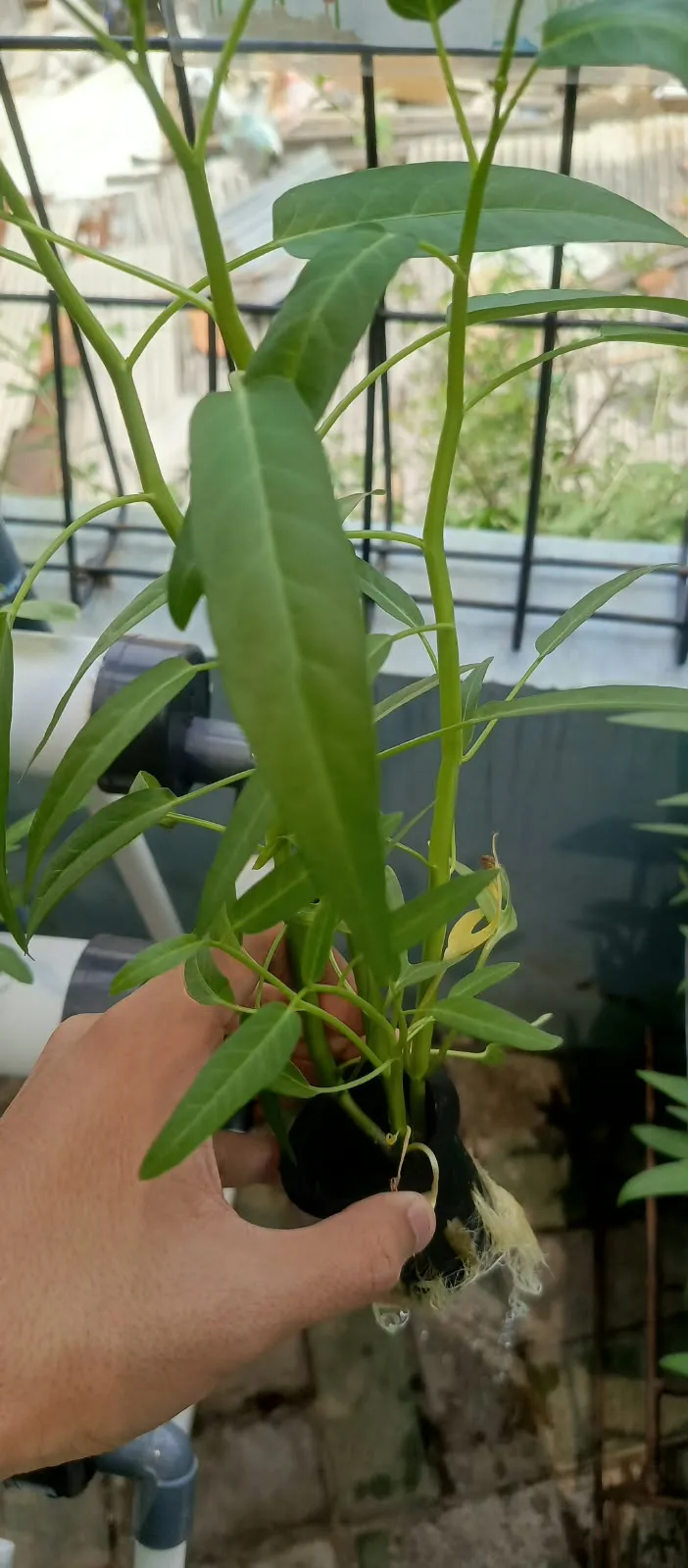 Lahan Urban Farming SMKN 43 Jakarta - Gambar 70
