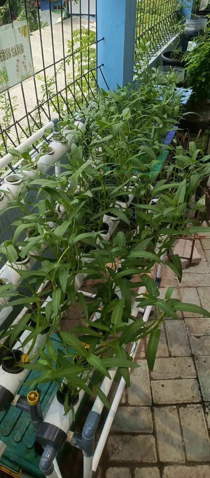 Lahan Urban Farming SMKN 43 Jakarta - Gambar 68
