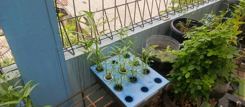 Lahan Urban Farming SMKN 43 Jakarta - Gambar 69