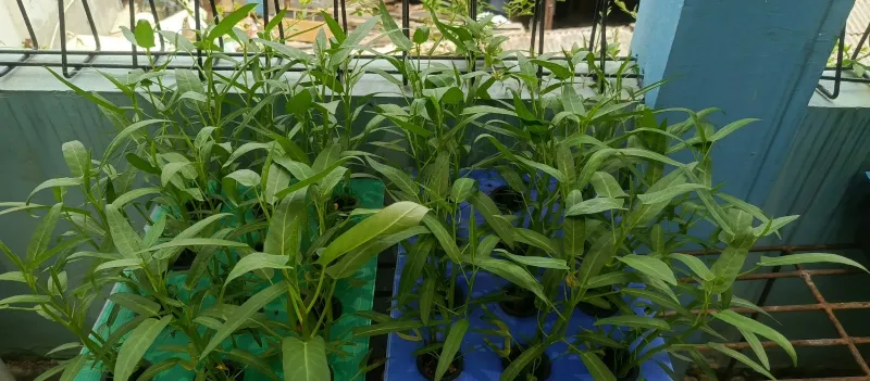 Lahan Urban Farming SMKN 43 Jakarta - Gambar 71