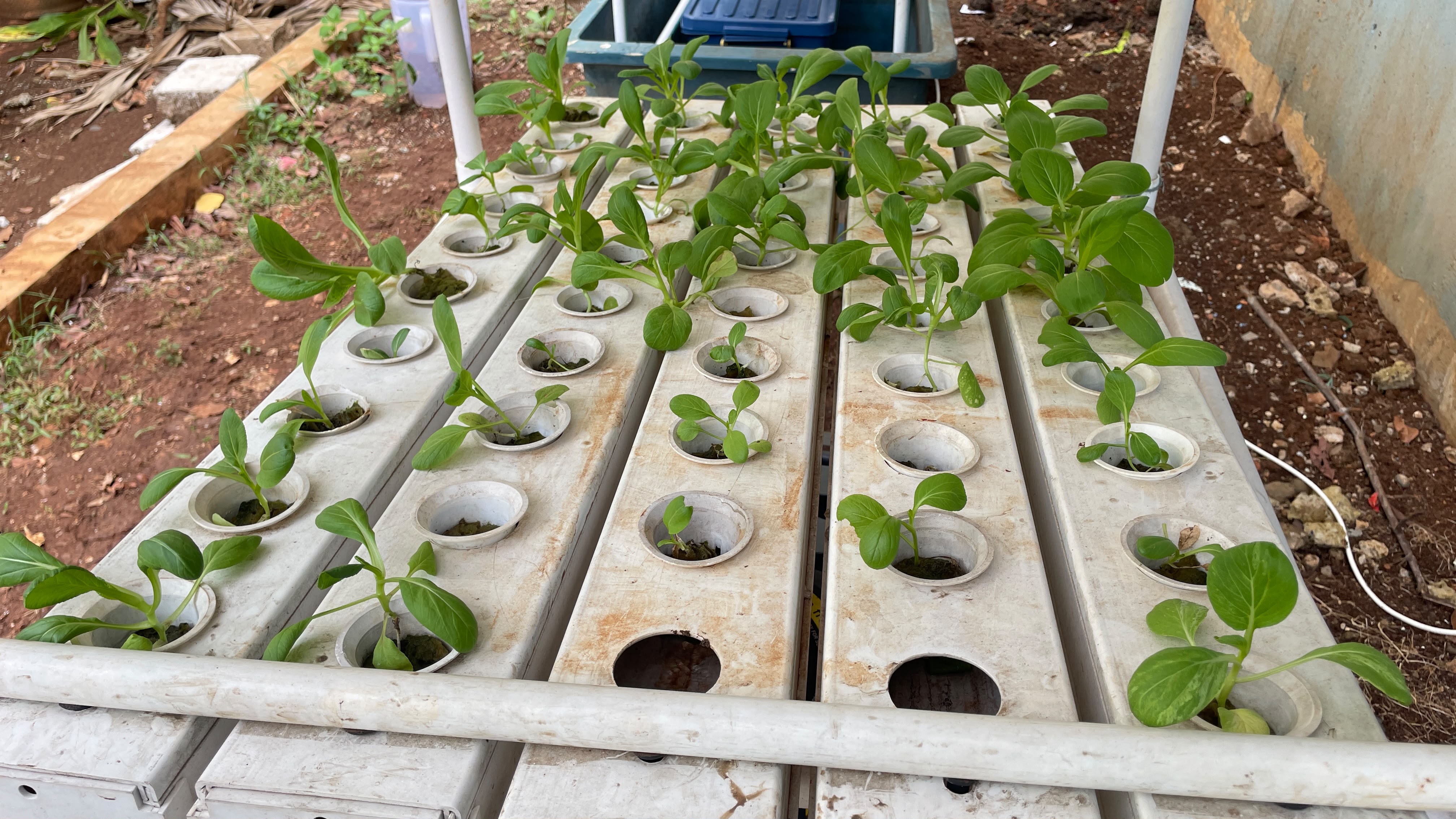 Lahan Urban Farming SLBN 01 Lebak Bulus - Gambar 26
