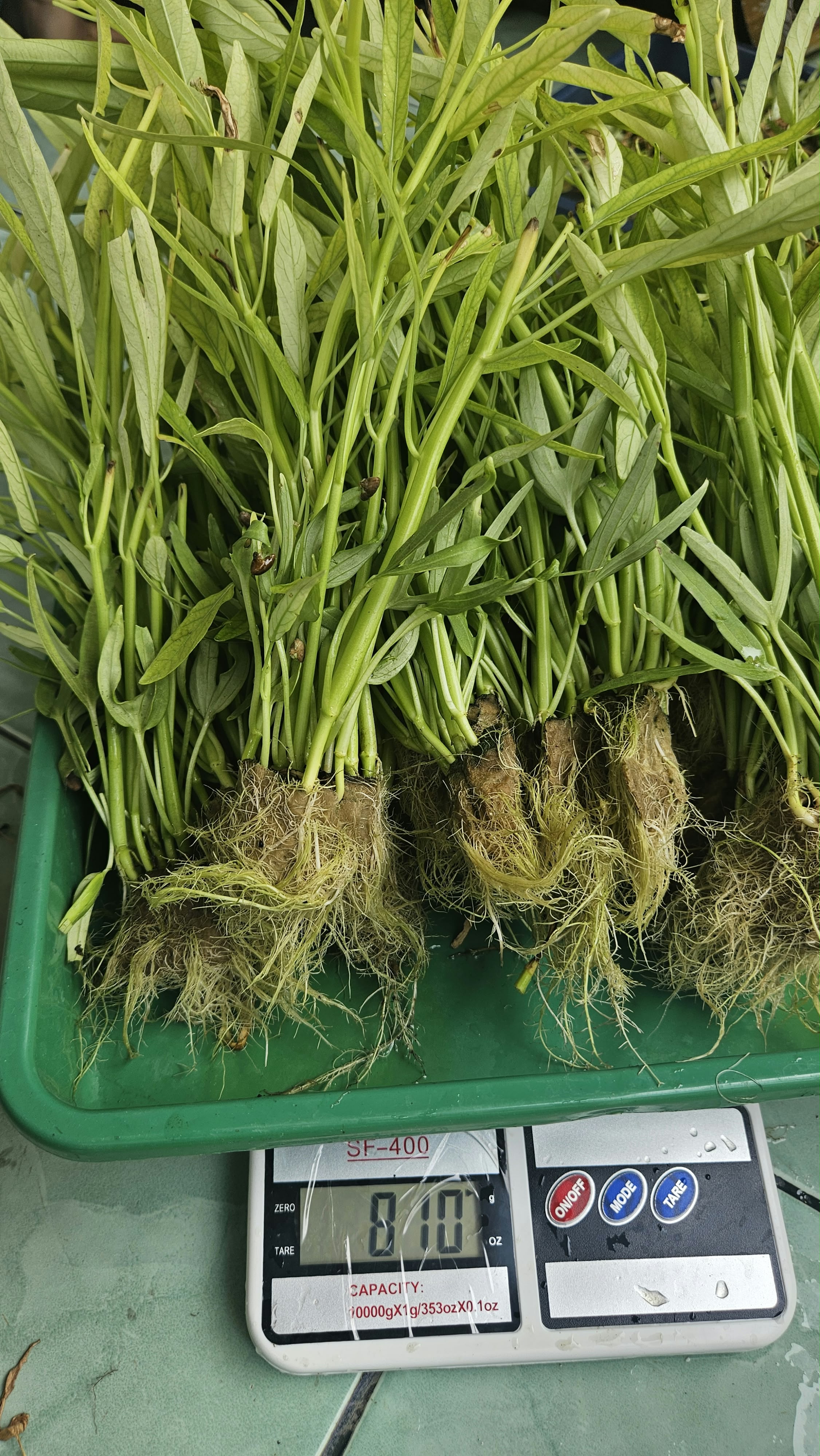 Lahan Urban Farming SDN Cipulir 03 - Gambar 41