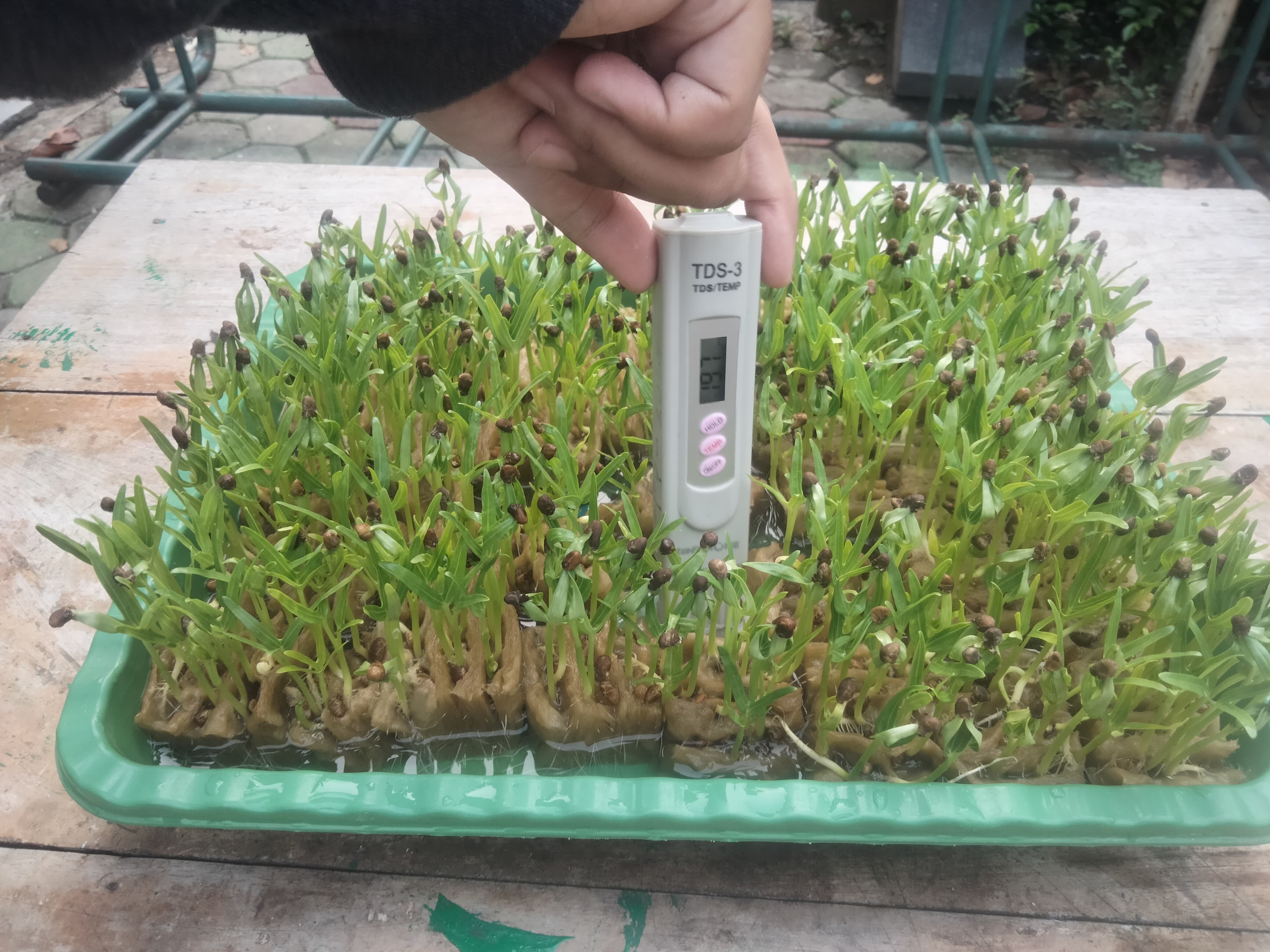 Lahan Urban Farming SMKN 20 Jakarta - Gambar 43