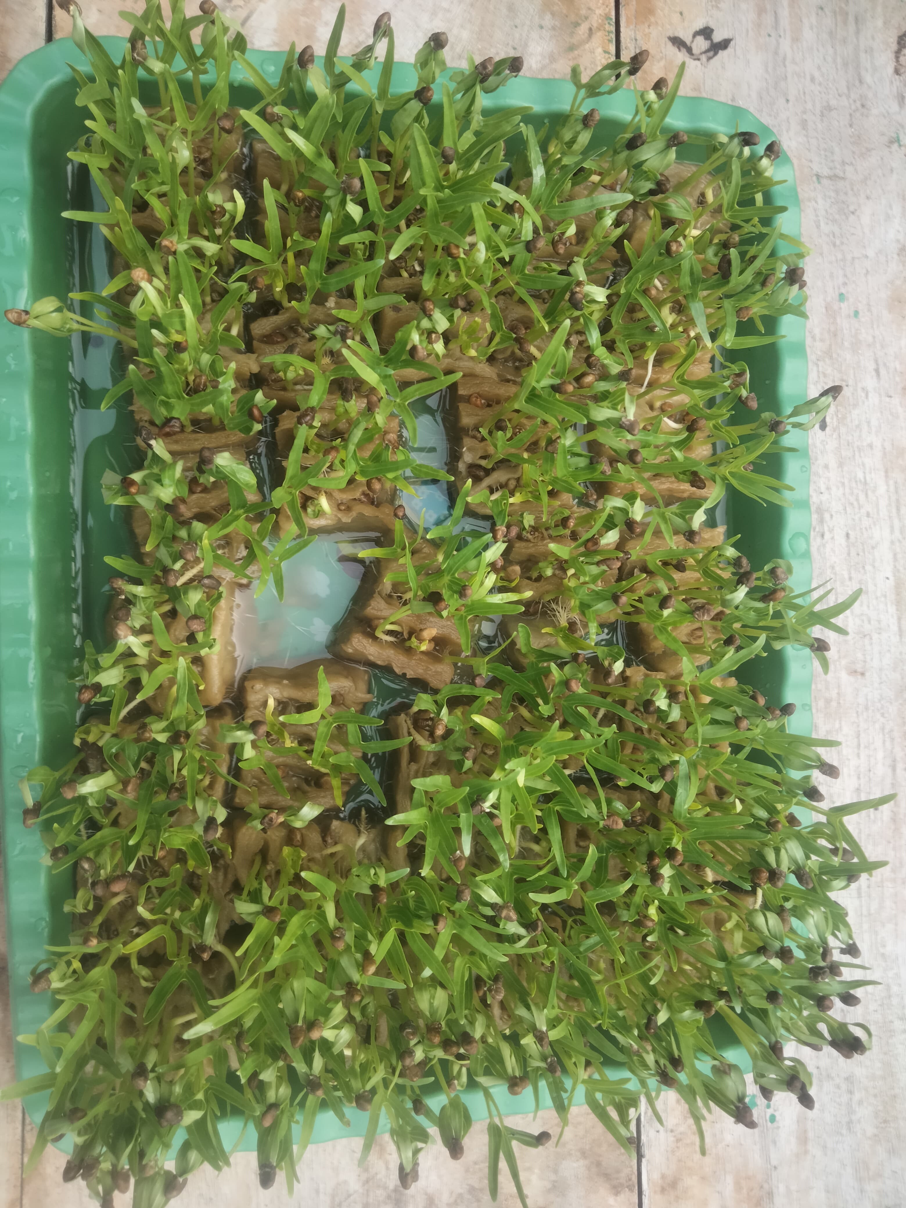 Lahan Urban Farming SMKN 20 Jakarta - Gambar 42
