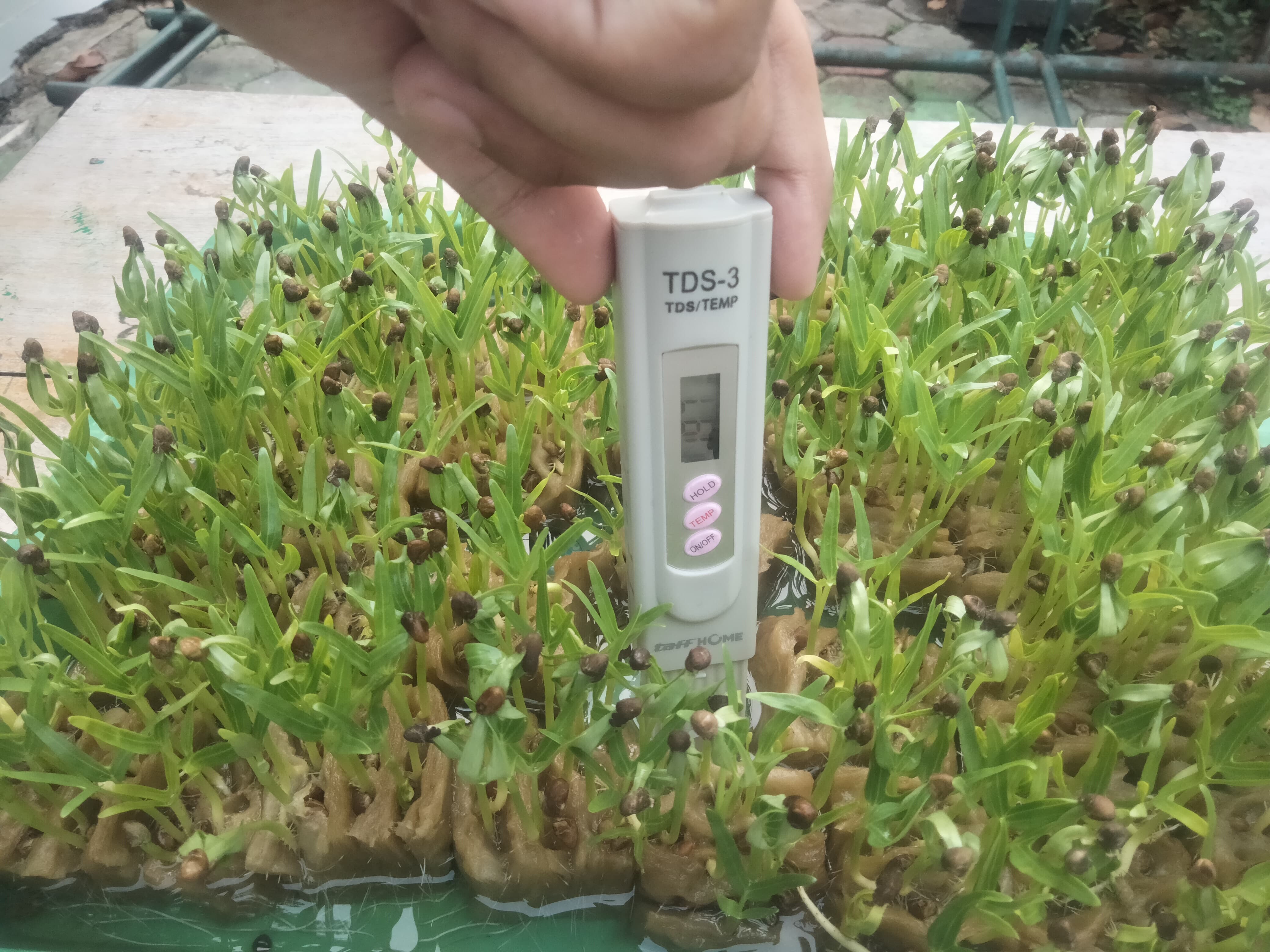 Lahan Urban Farming SMKN 20 Jakarta - Gambar 41