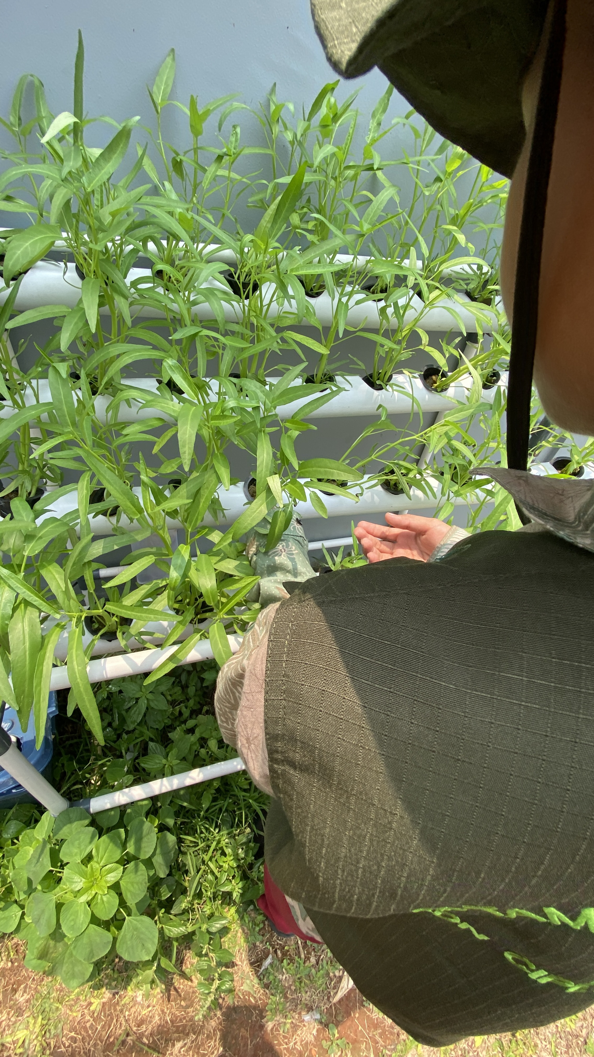 Lahan Urban Farming SDN Cipete Selatan 03 - Gambar 26