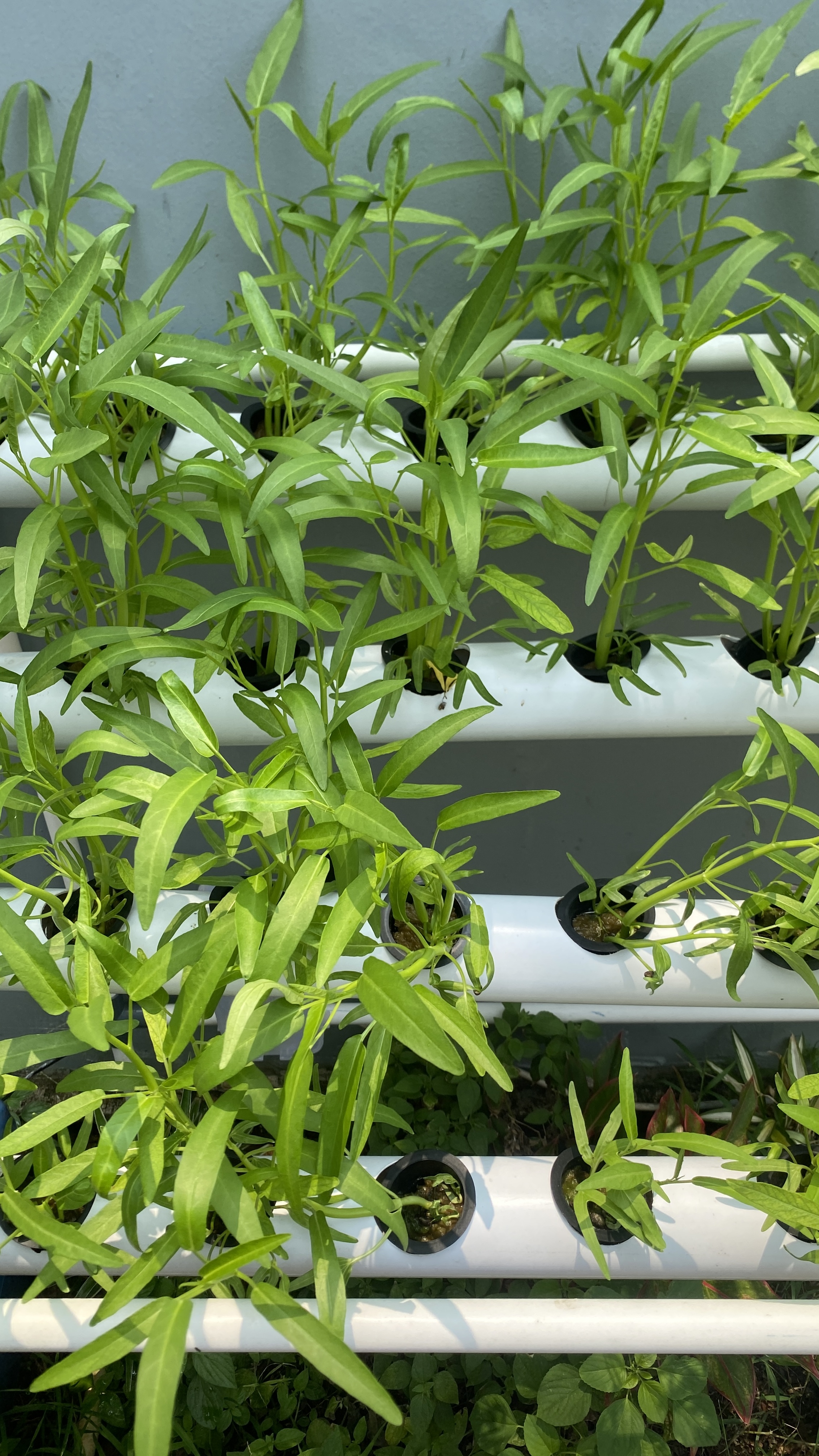 Lahan Urban Farming SDN Cipete Selatan 03 - Gambar 25