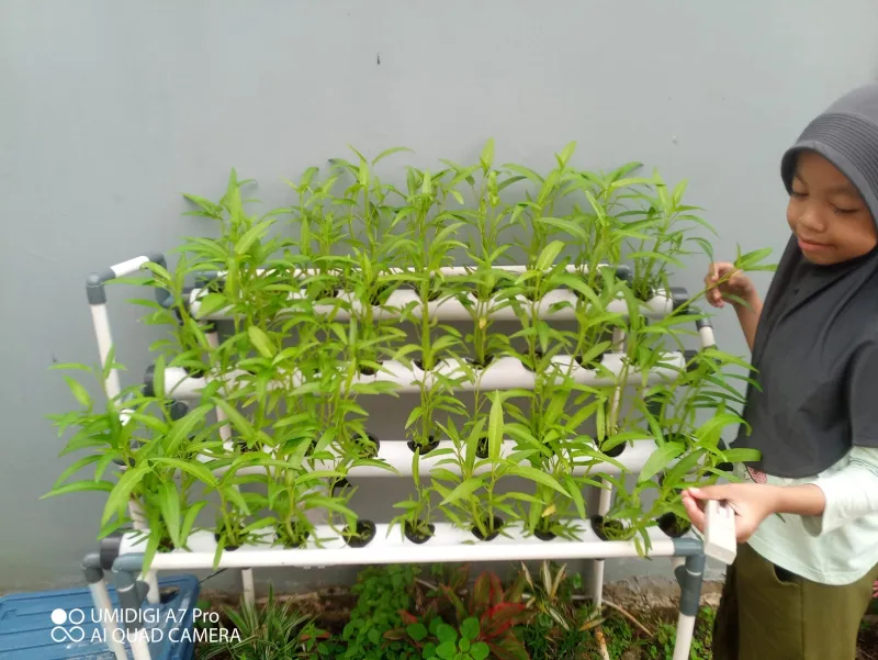 Lahan Urban Farming SDN Cipete Selatan 03 - Gambar 23
