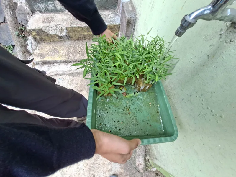 Lahan Urban Farming SMAN 63 Jakarta - Gambar 29