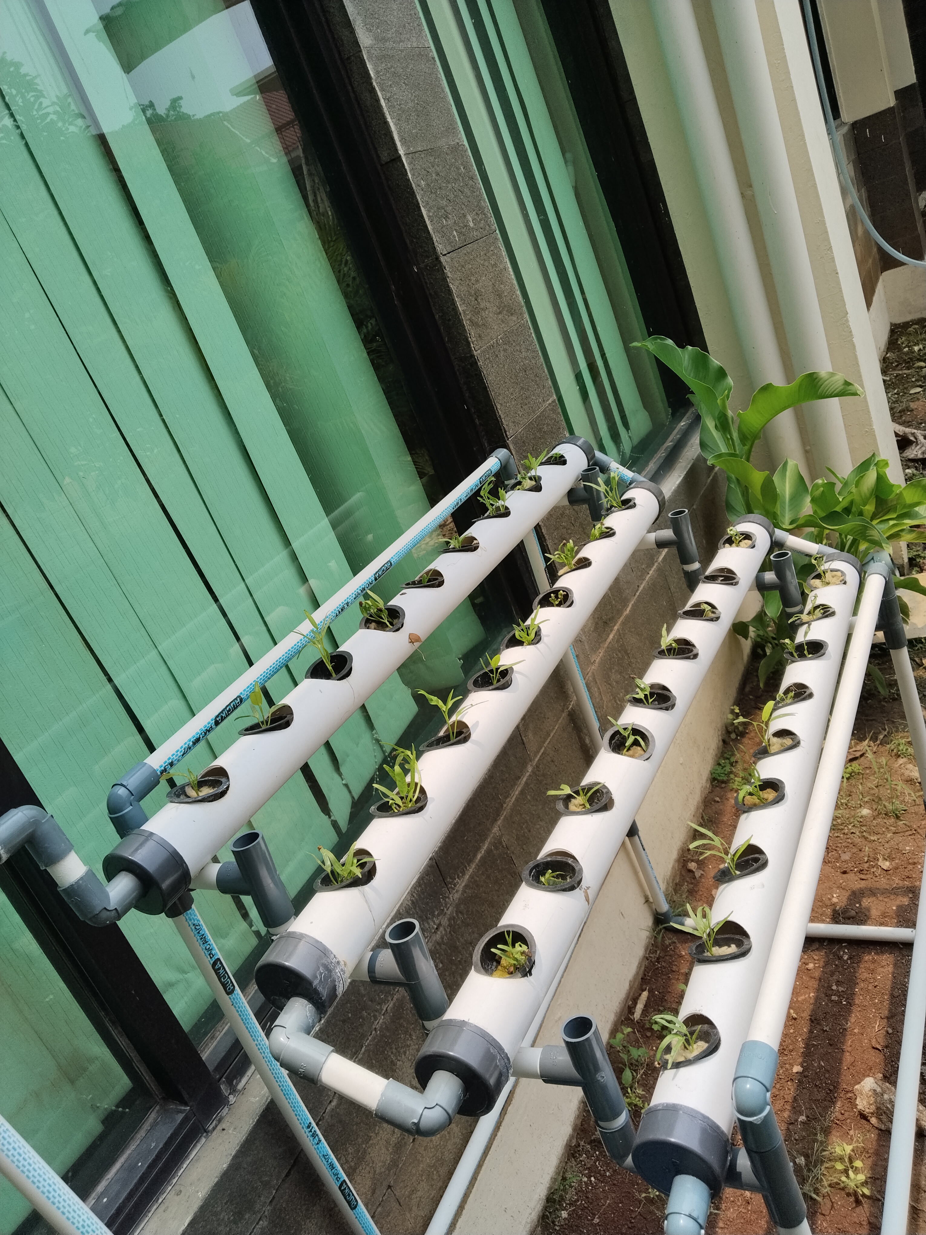 Lahan Urban Farming SMKN 62 Jakarta - Gambar 33