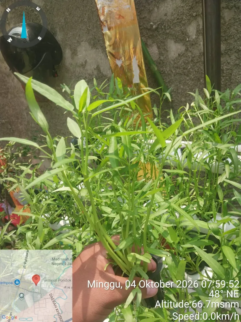 Lahan Urban Farming SDN Bintaro 09 - Gambar 52