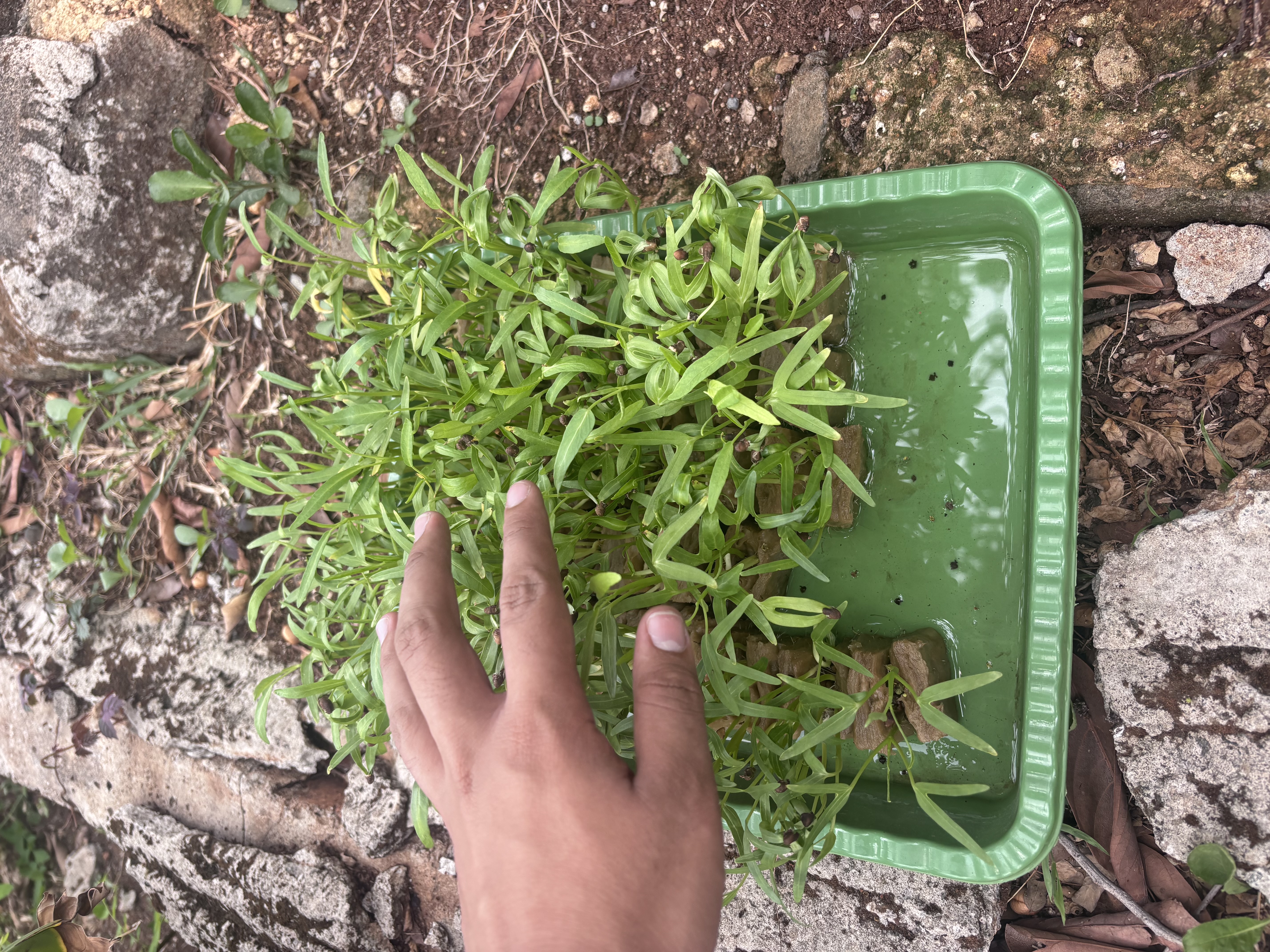 Lahan Urban Farming SLB A Pembina Tingkat Nasional - Gambar 43