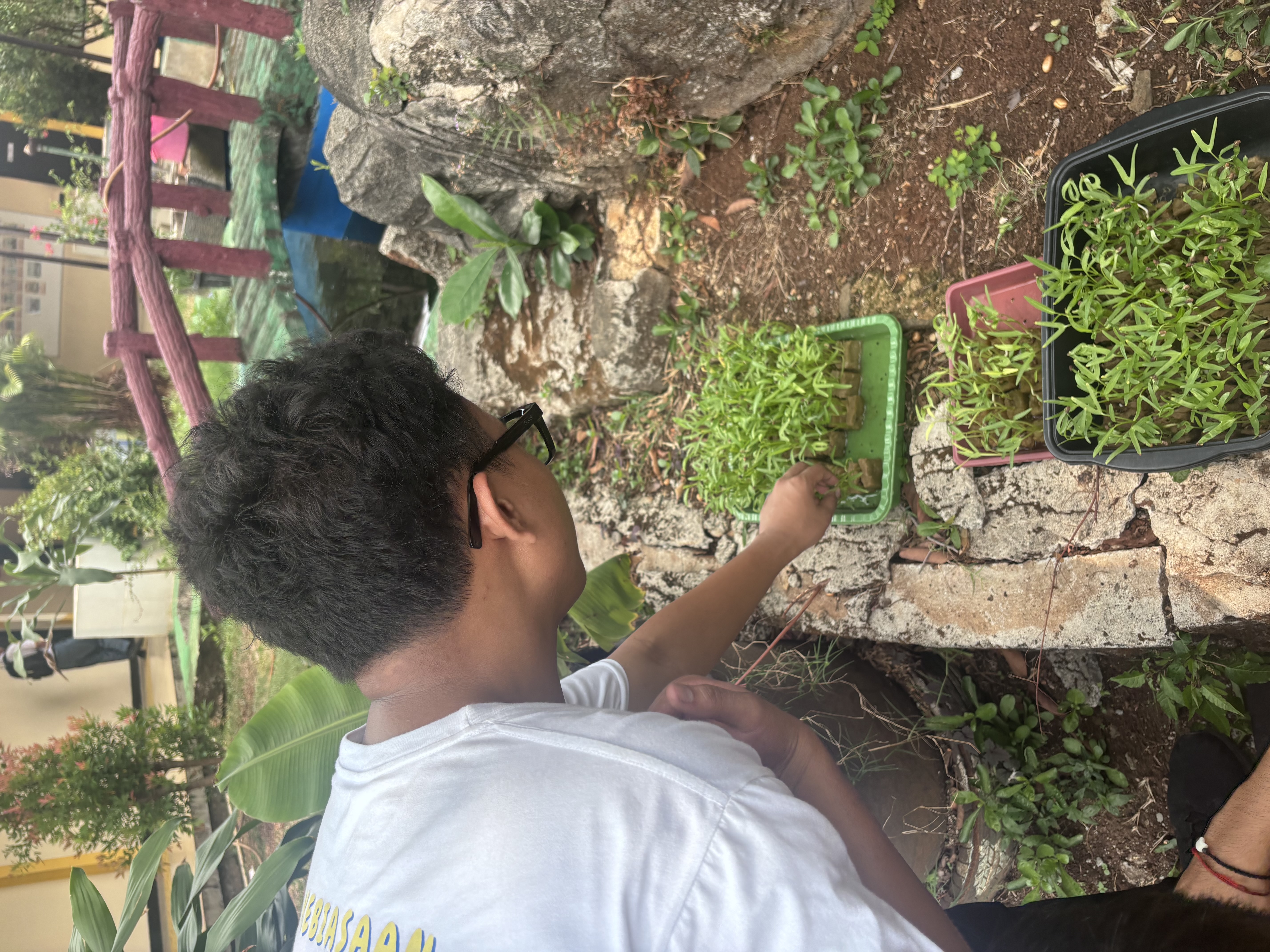 Lahan Urban Farming SLB A Pembina Tingkat Nasional - Gambar 42