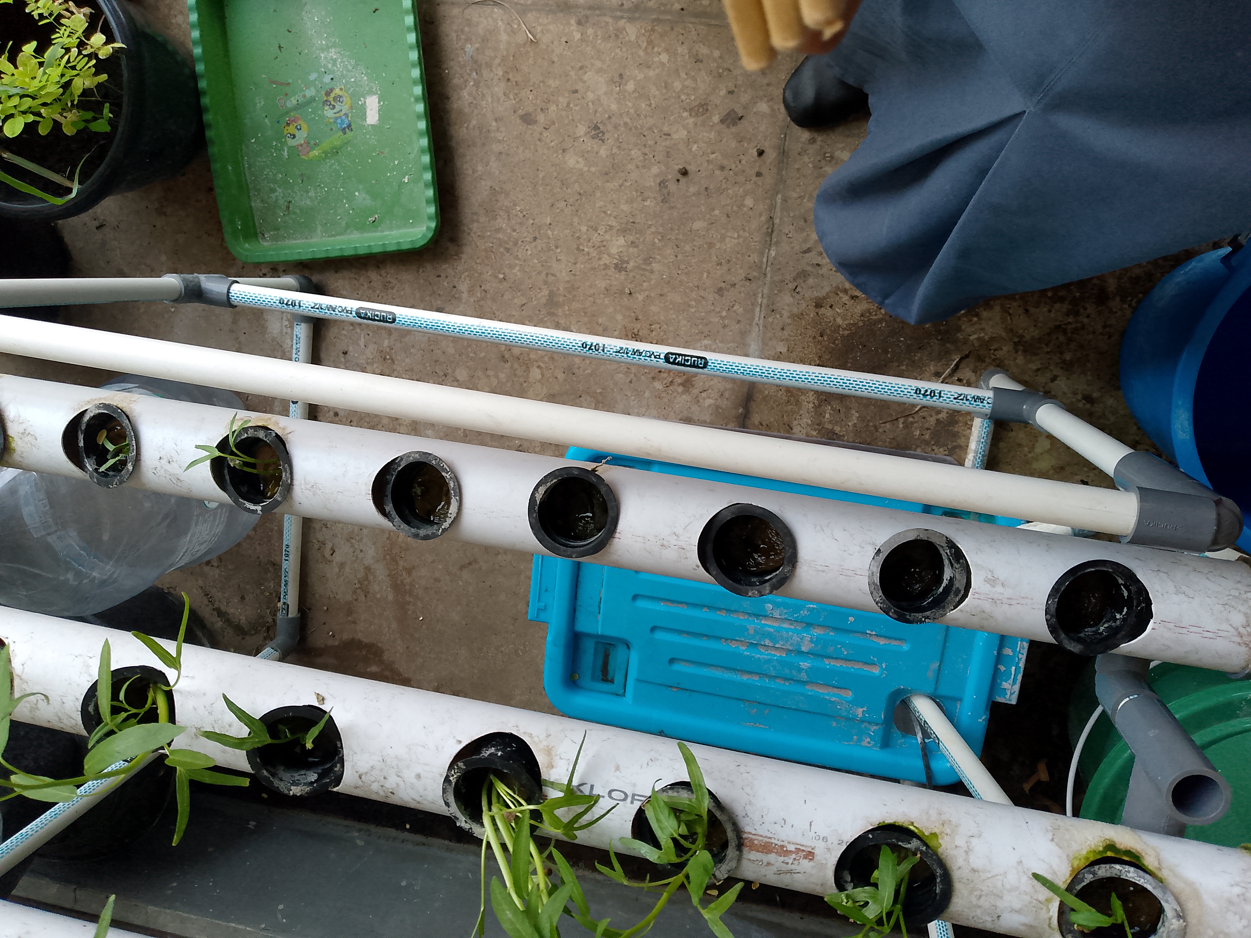 Lahan Urban Farming SMKN 41 Jakarta - Gambar 19