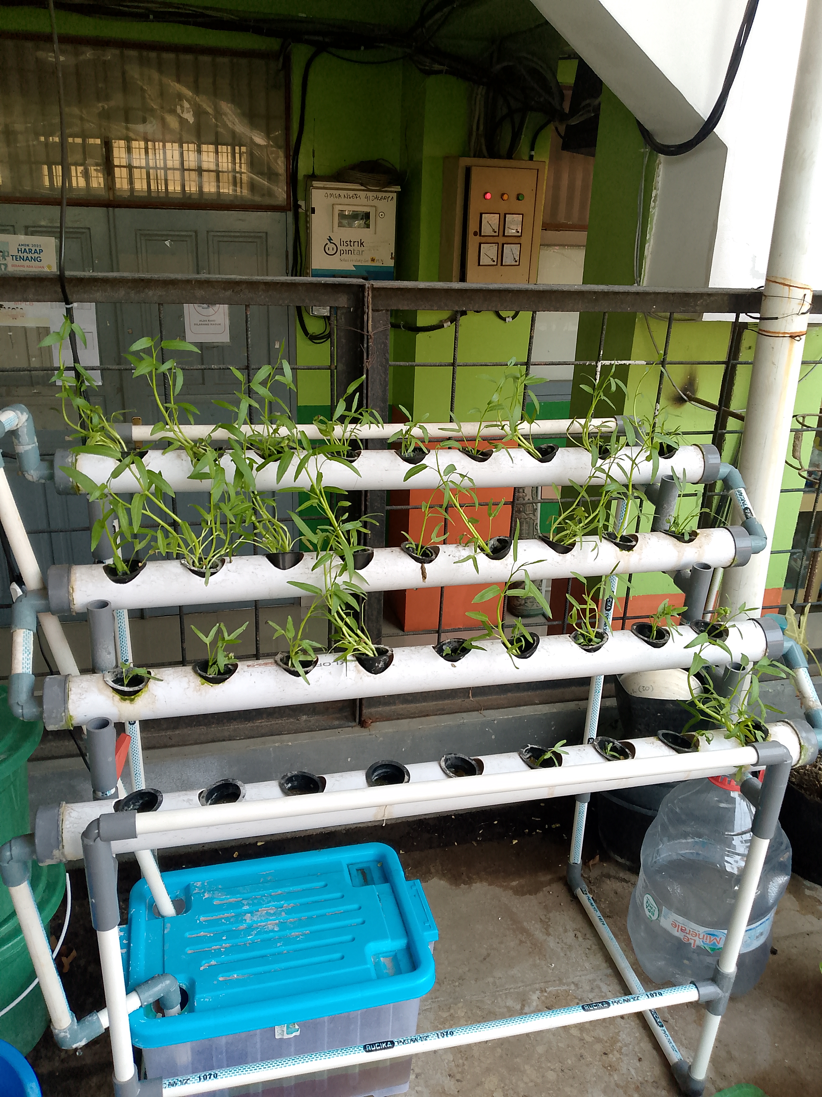 Lahan Urban Farming SMKN 41 Jakarta - Gambar 20