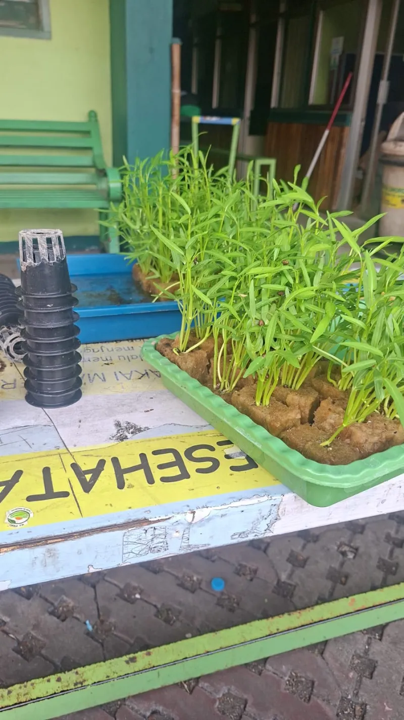 Lahan Urban Farming SMAN 63 Jakarta - Gambar 27