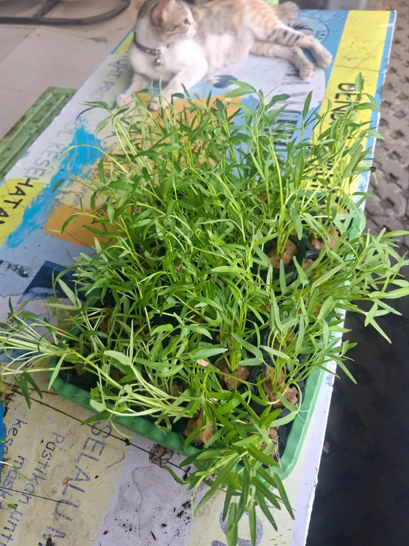 Lahan Urban Farming SMAN 63 Jakarta - Gambar 28