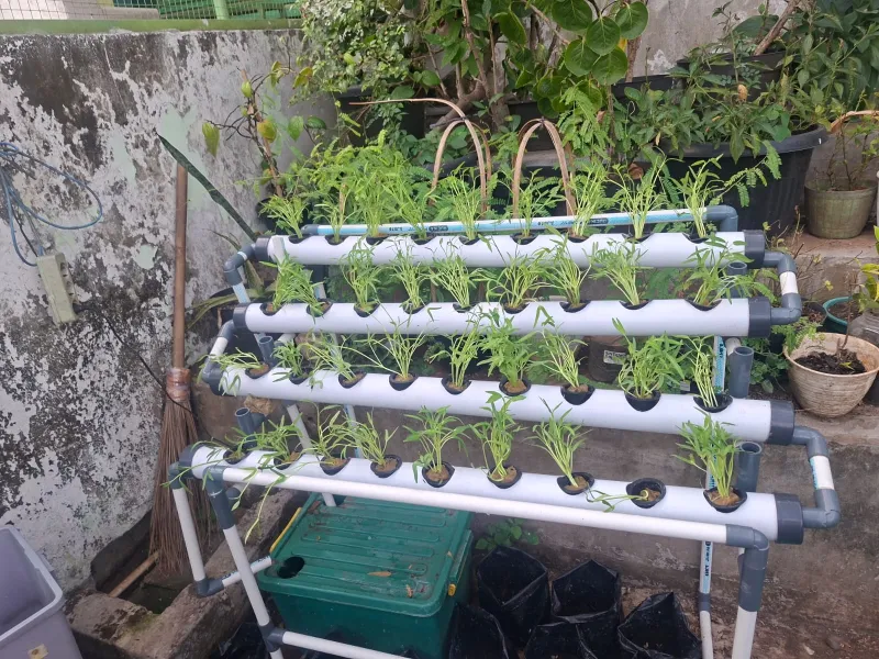 Lahan Urban Farming SMAN 63 Jakarta - Gambar 23