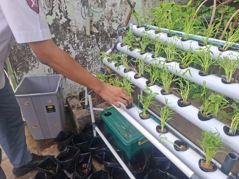 Lahan Urban Farming SMAN 63 Jakarta - Gambar 25