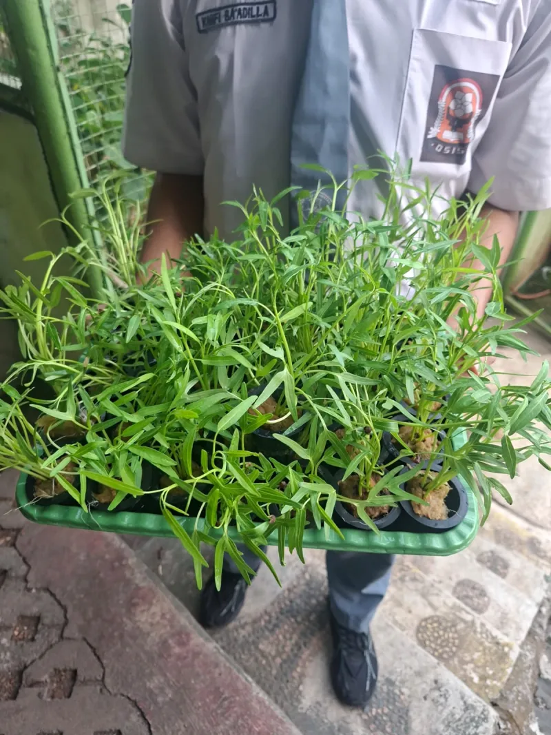 Lahan Urban Farming SMAN 63 Jakarta - Gambar 24