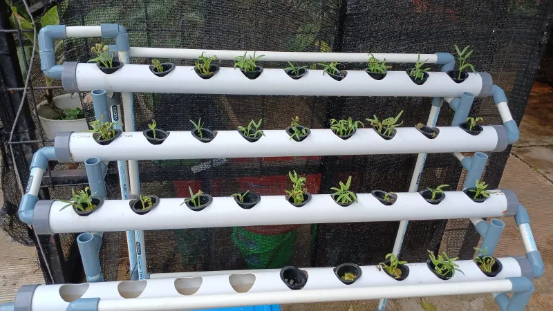Lahan Urban Farming SMAN 109 Jakarta - Gambar 83
