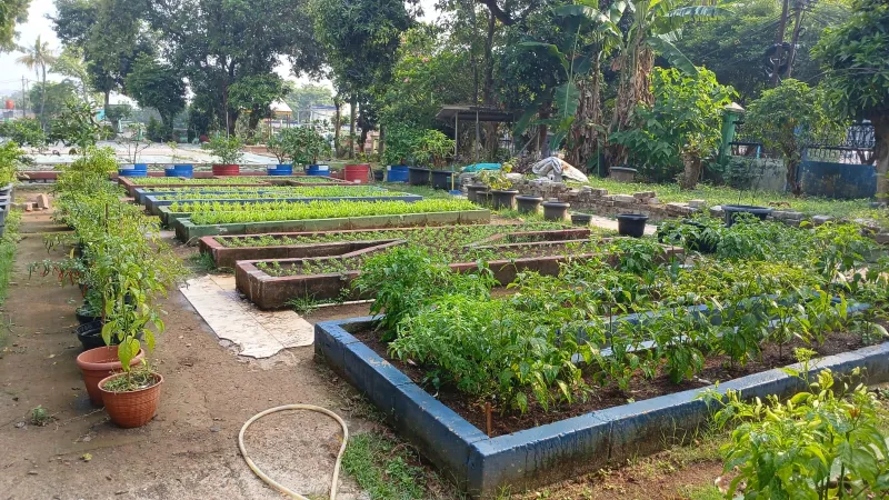 Lahan Urban Farming SMAN 109 Jakarta - Gambar 82