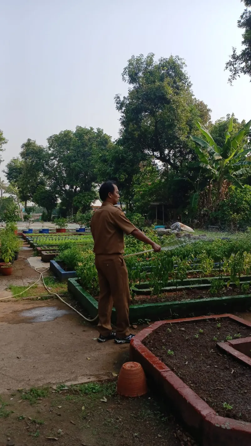 Lahan Urban Farming SMAN 109 Jakarta - Gambar 81