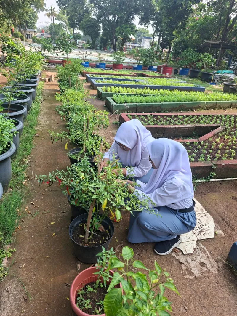 Lahan Urban Farming SMAN 109 Jakarta - Gambar 80