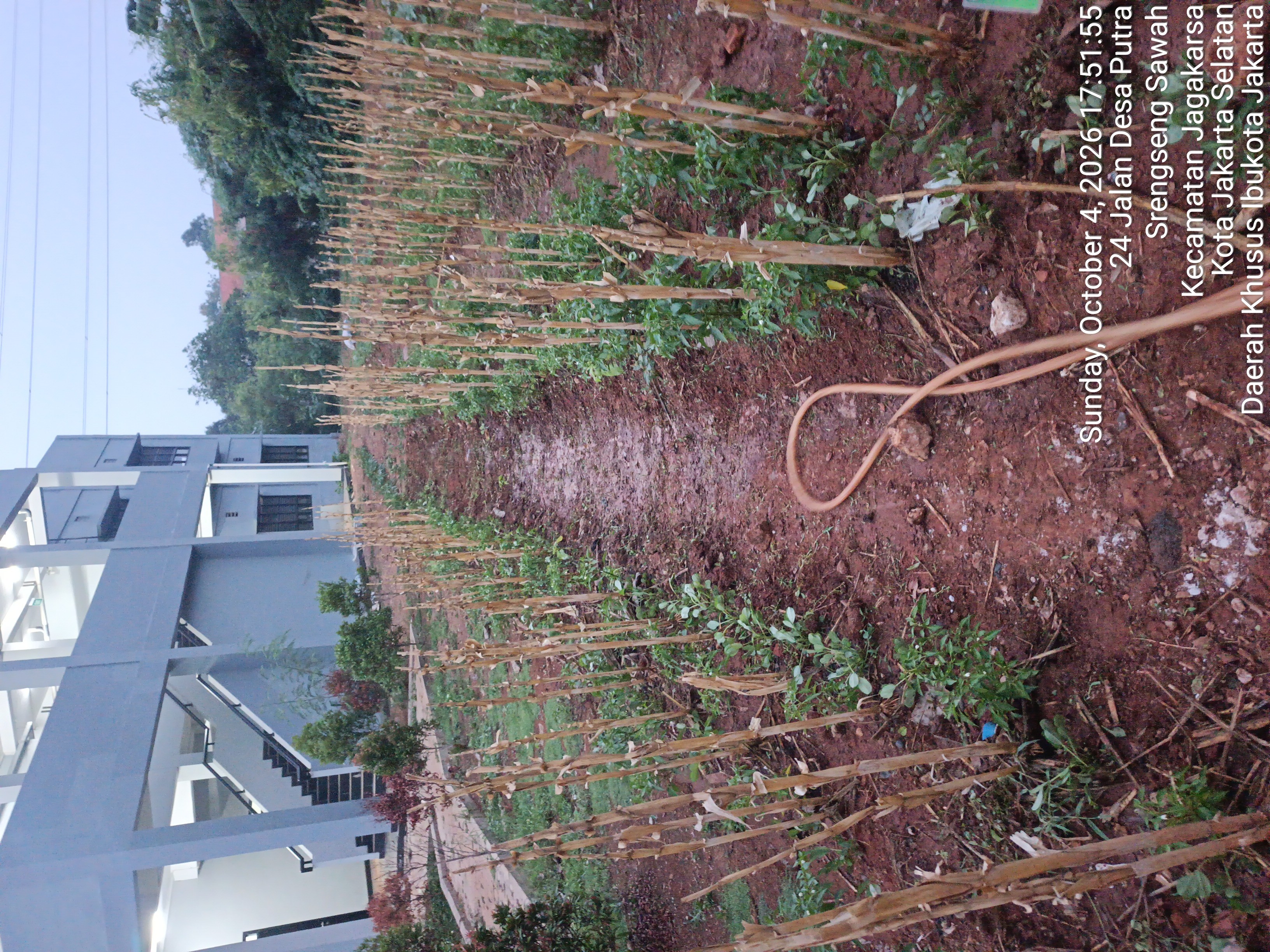 KEBUN SMKN 74 JAGAKARSA JAKARTA SELATAN - Gambar 106