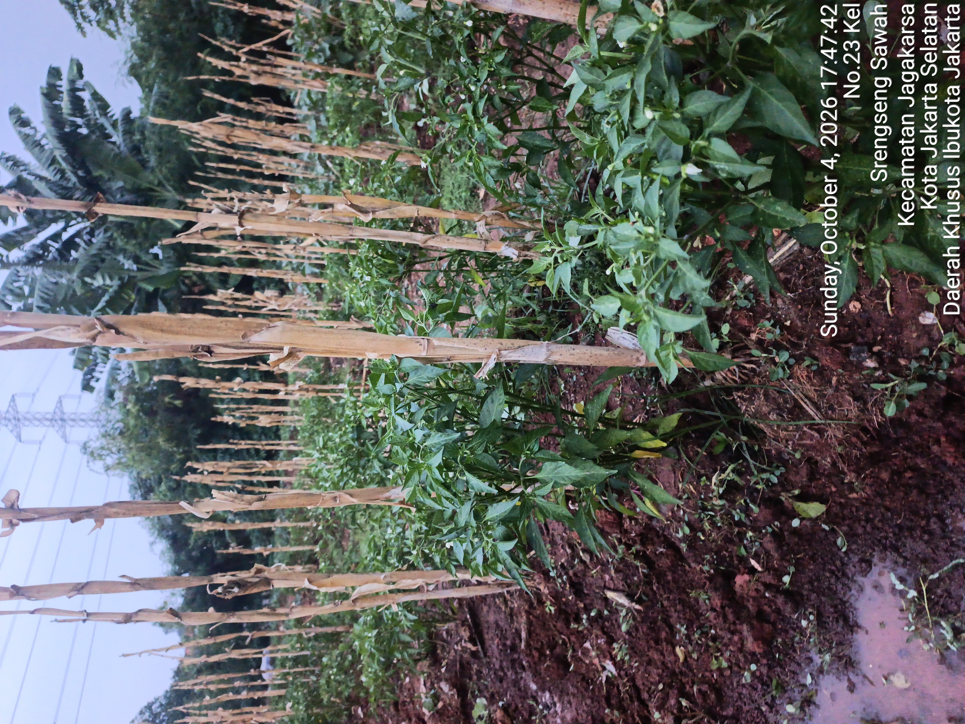 KEBUN SMKN 74 JAGAKARSA JAKARTA SELATAN - Gambar 103