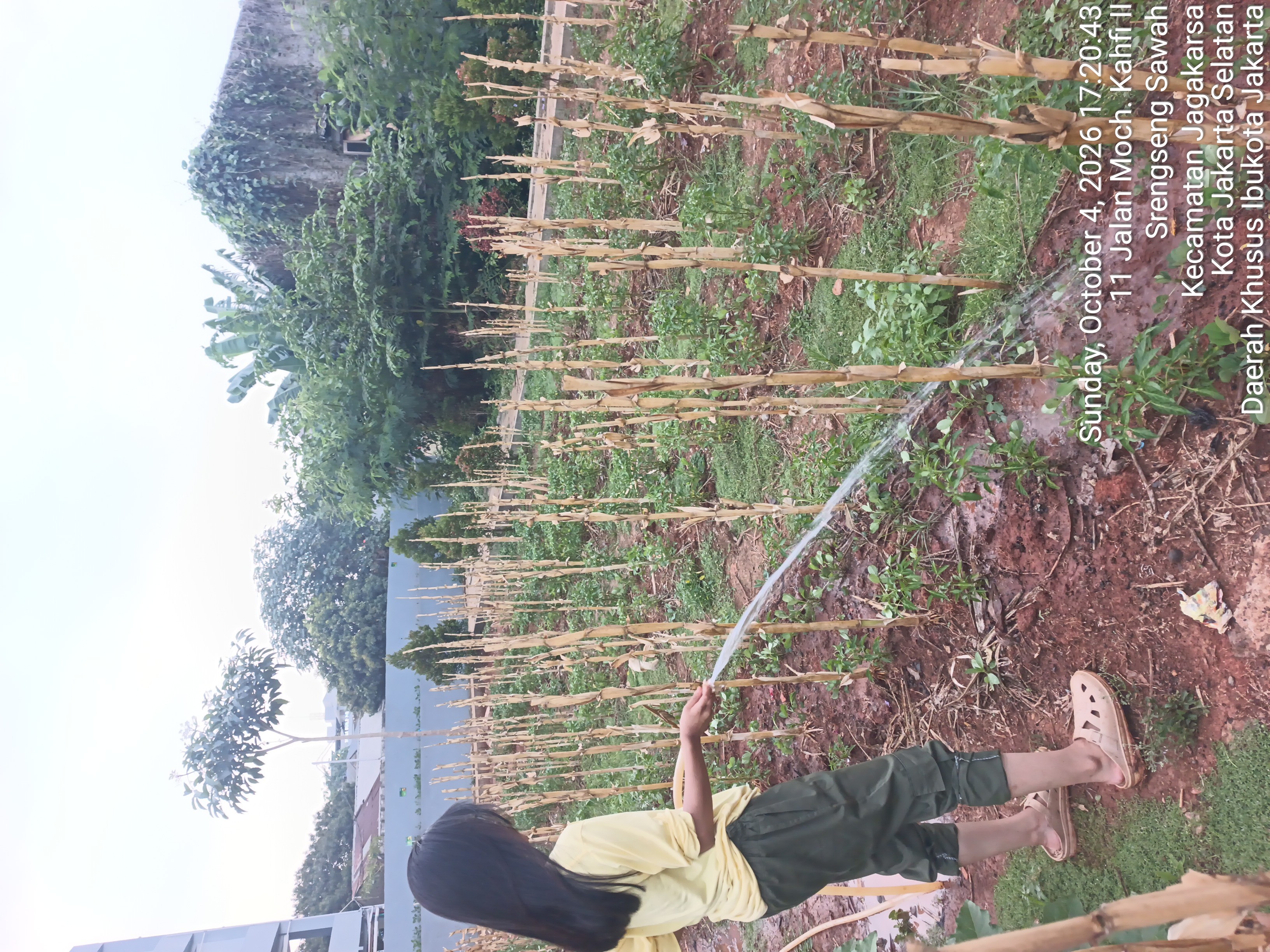 KEBUN SMKN 74 JAGAKARSA JAKARTA SELATAN - Gambar 105