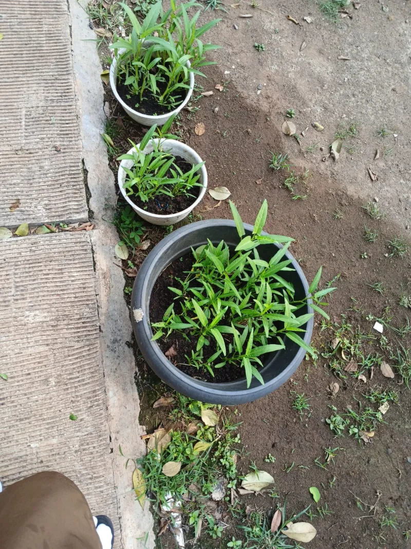 Lahan Urban Farming SMAN 109 Jakarta - Gambar 72