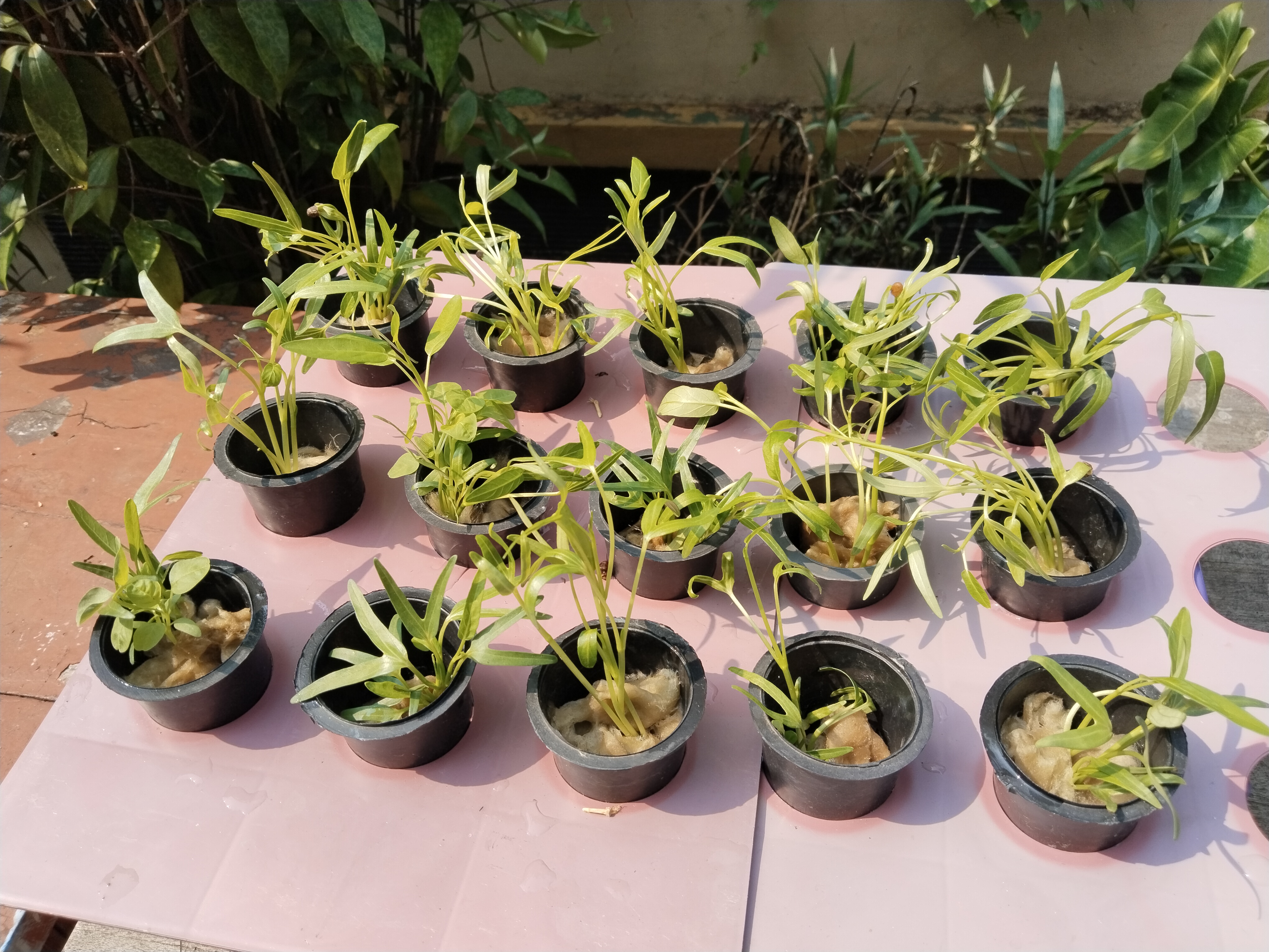 Lahan Urban Farming SMKN 62 Jakarta - Gambar 32