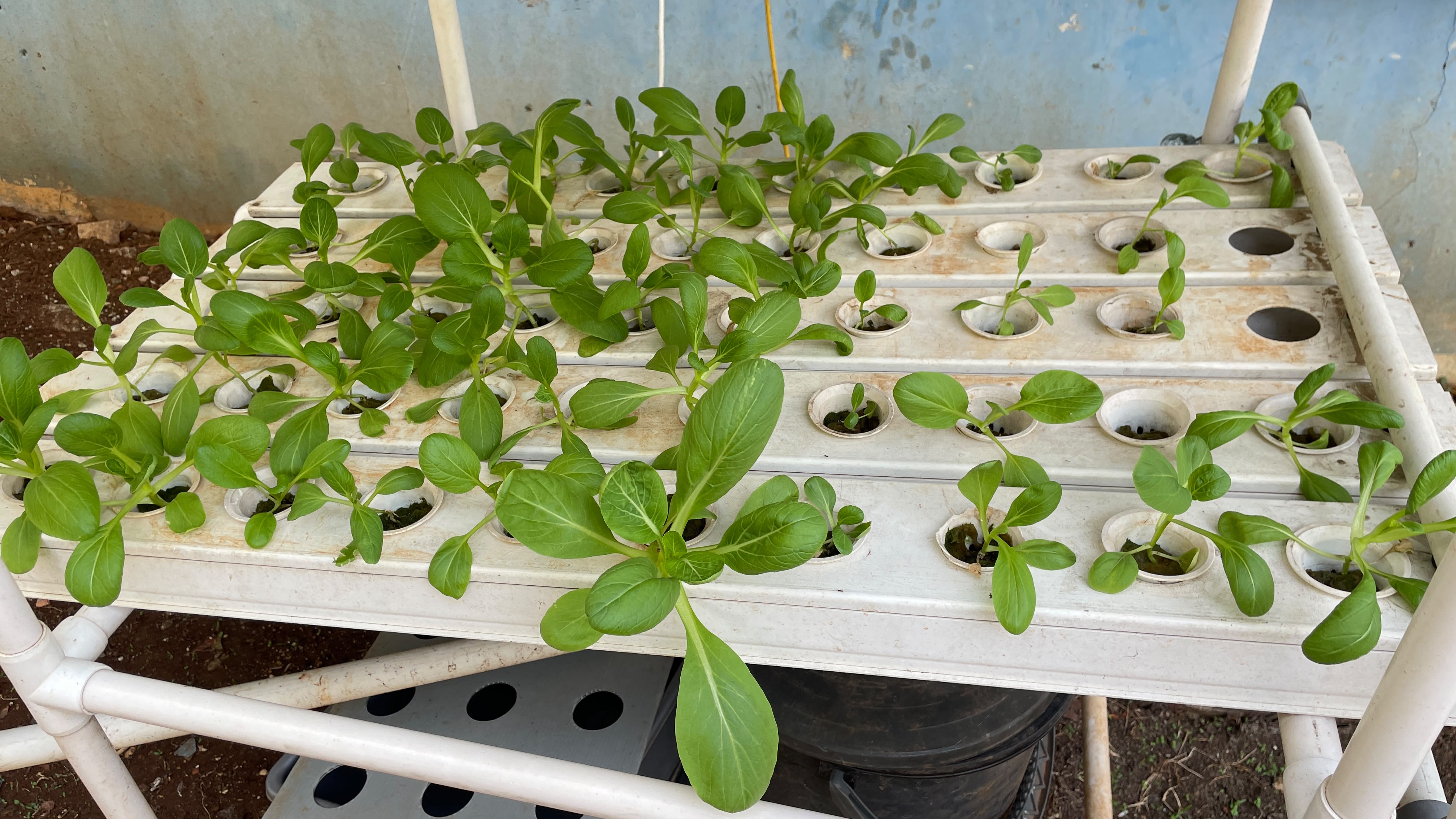 Lahan Urban Farming SLBN 01 Lebak Bulus - Gambar 22