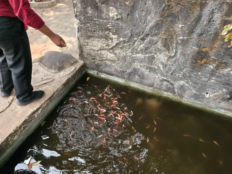 Lahan Urban Farming SMKN 59 Jakarta - Gambar 80