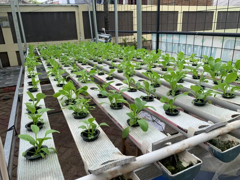 Lahan Urban Farming SDN Lenteng Agung 07 Jakarta - Gambar 29