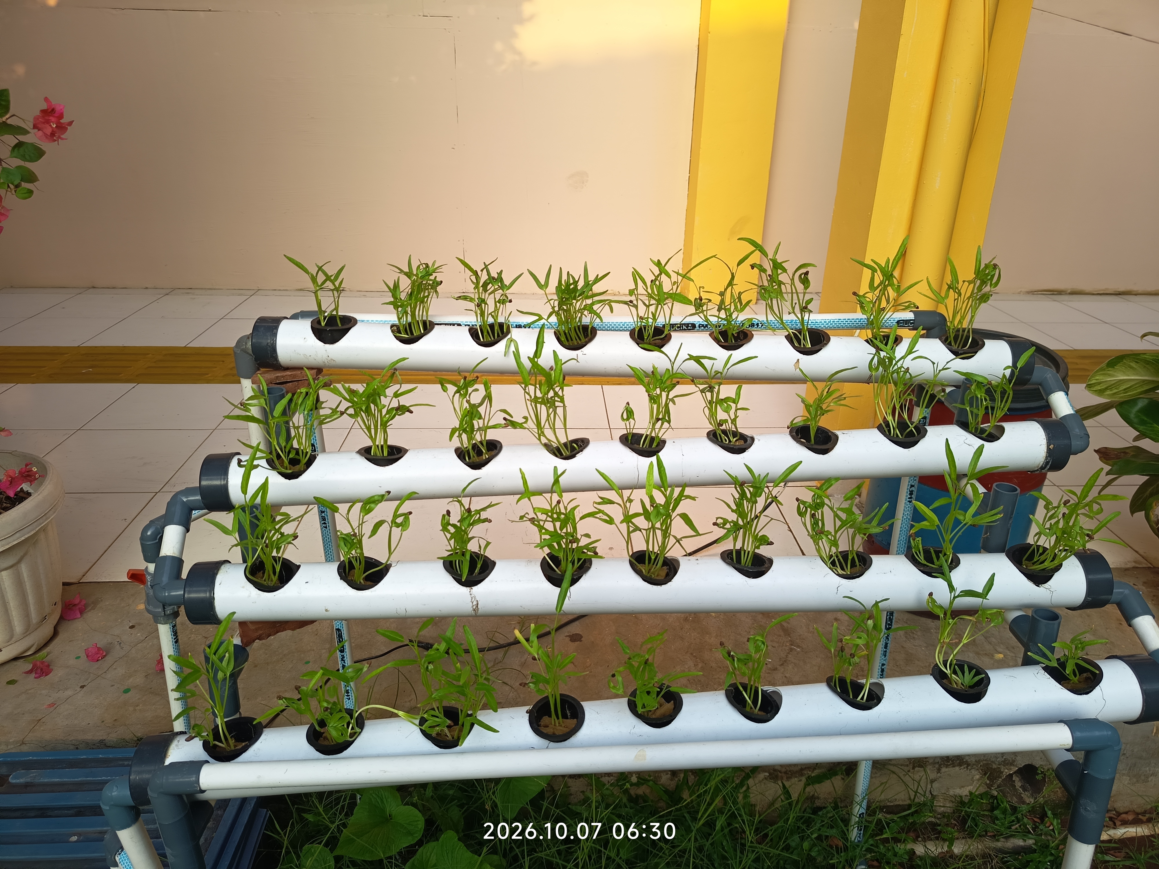 Lahan Urban Farming SLB A Pembina Tingkat Nasional - Gambar 40