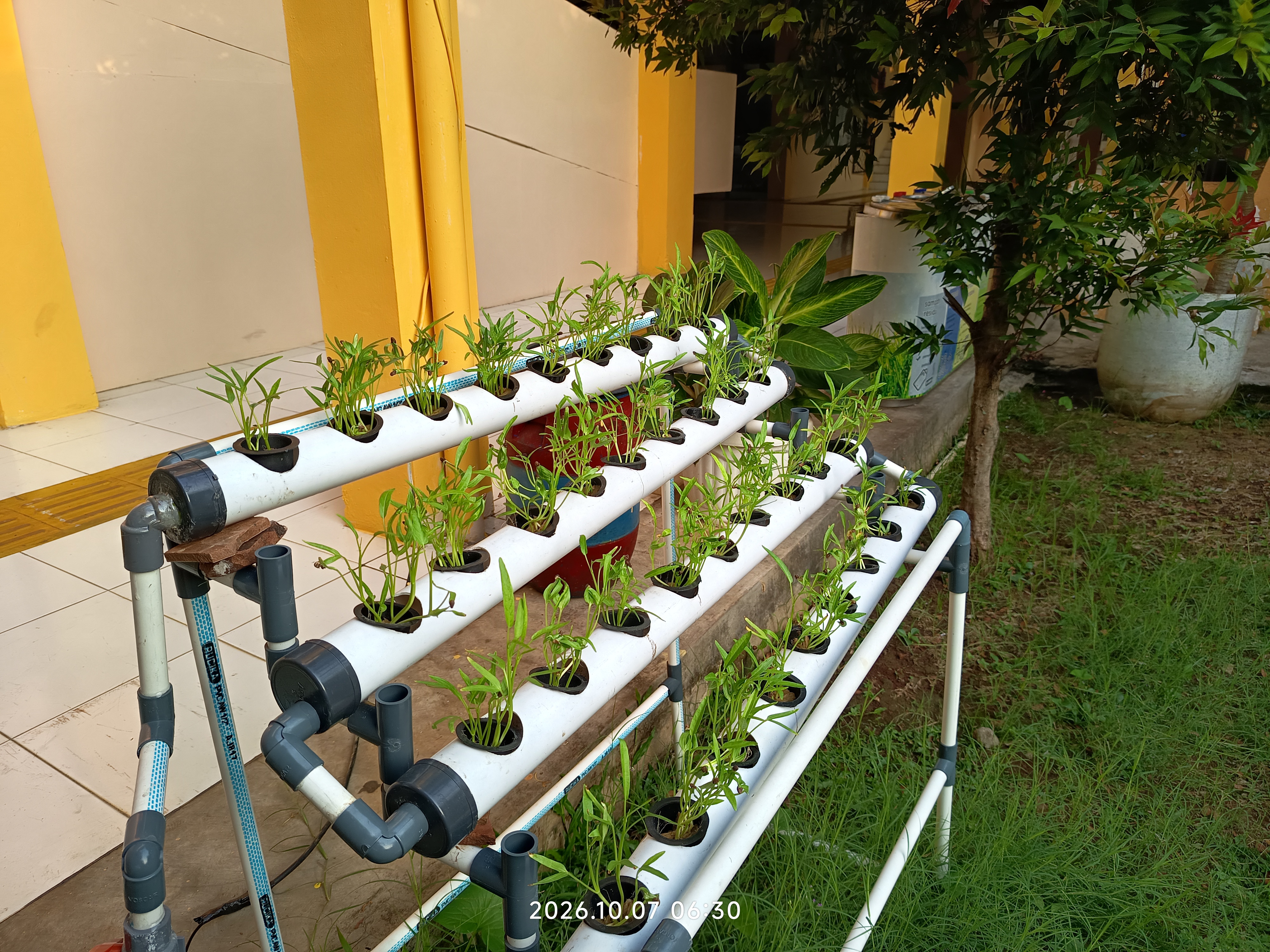 Lahan Urban Farming SLB A Pembina Tingkat Nasional - Gambar 39