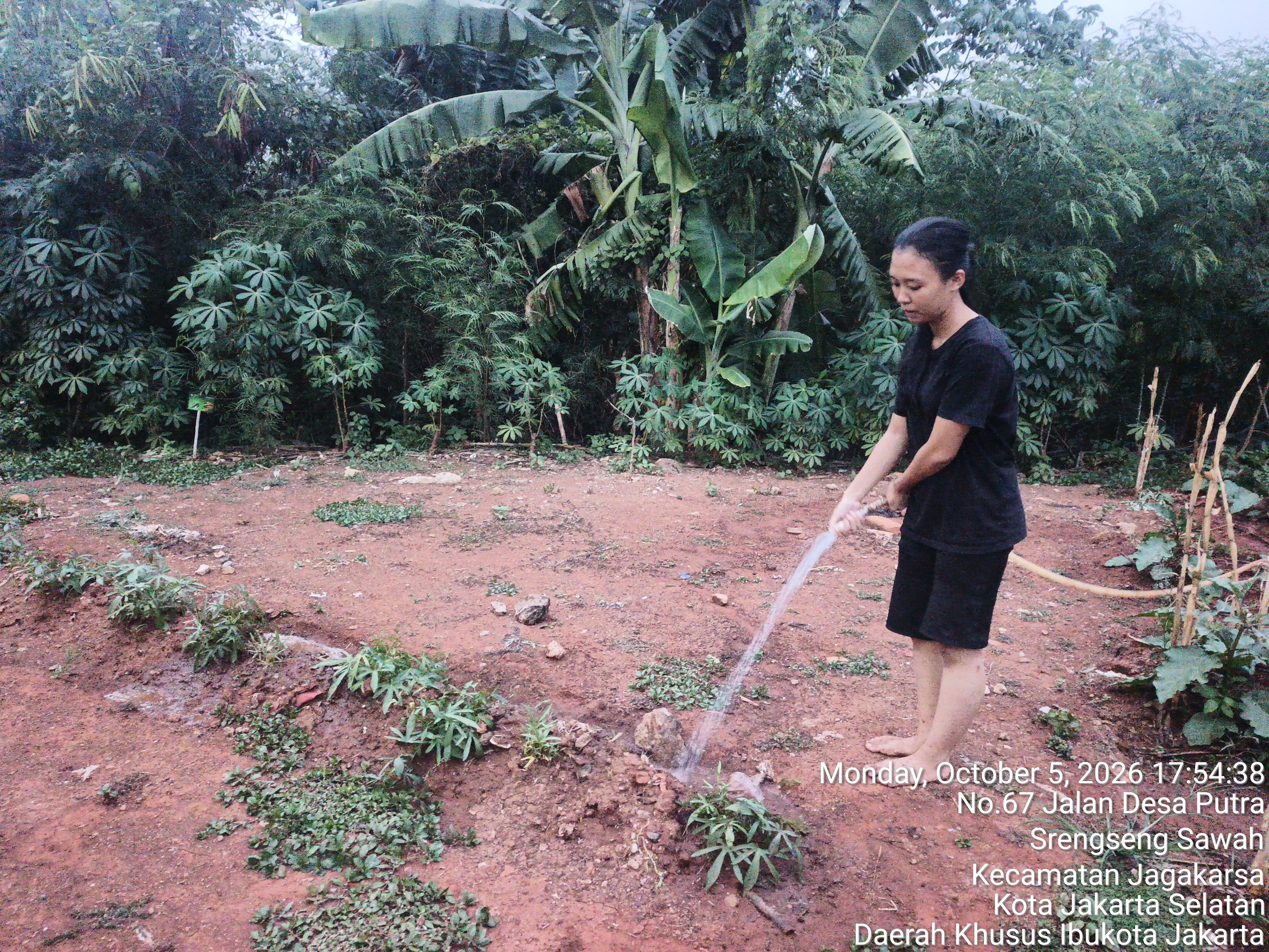 KEBUN SMKN 74 JAGAKARSA JAKARTA SELATAN - Gambar 88