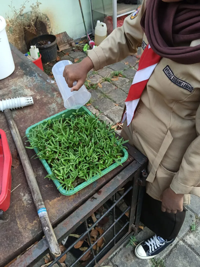 Lahan Urban Farming SMKN 59 Jakarta - Gambar 73