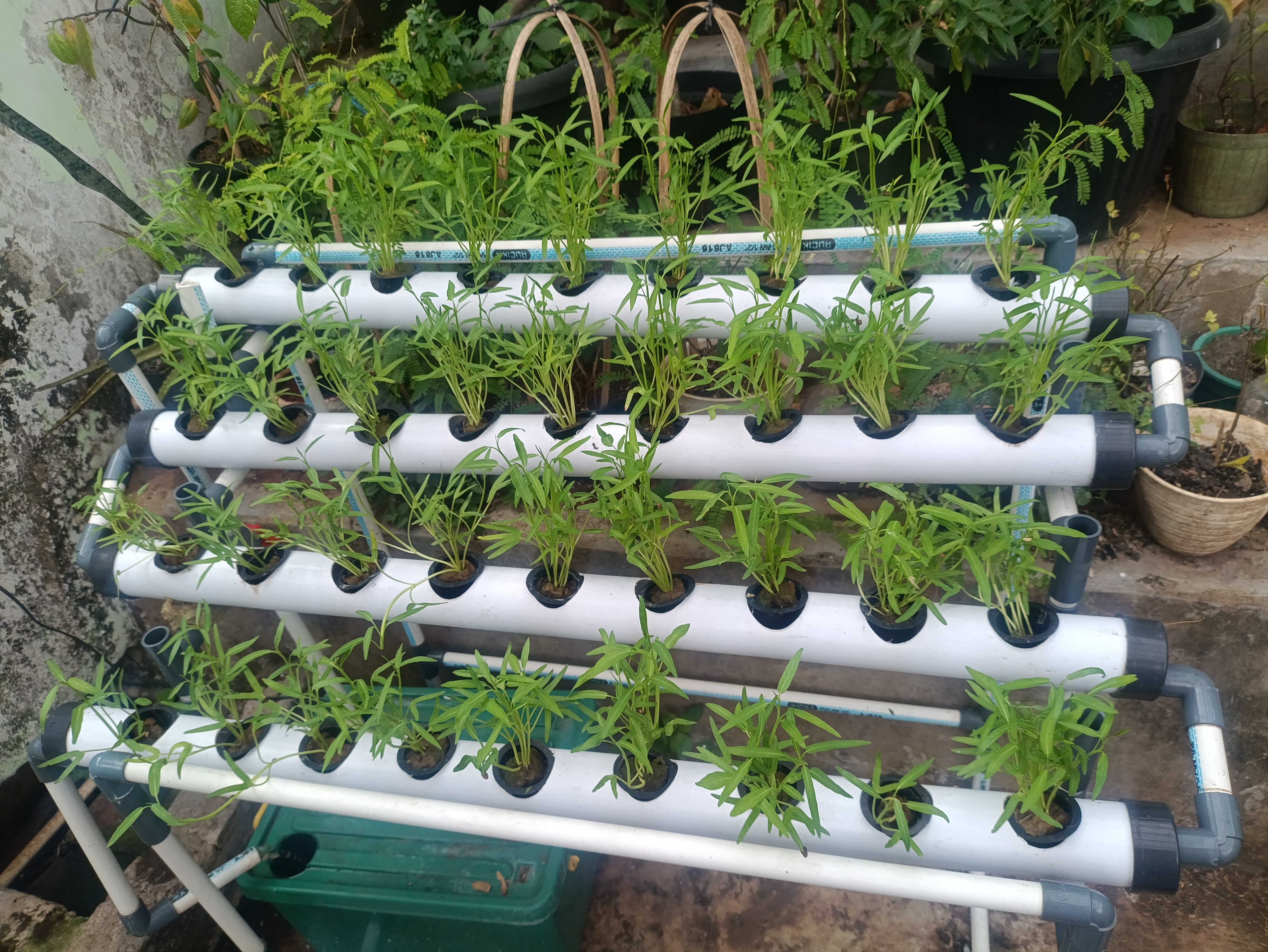 Lahan Urban Farming SMAN 63 Jakarta - Gambar 21