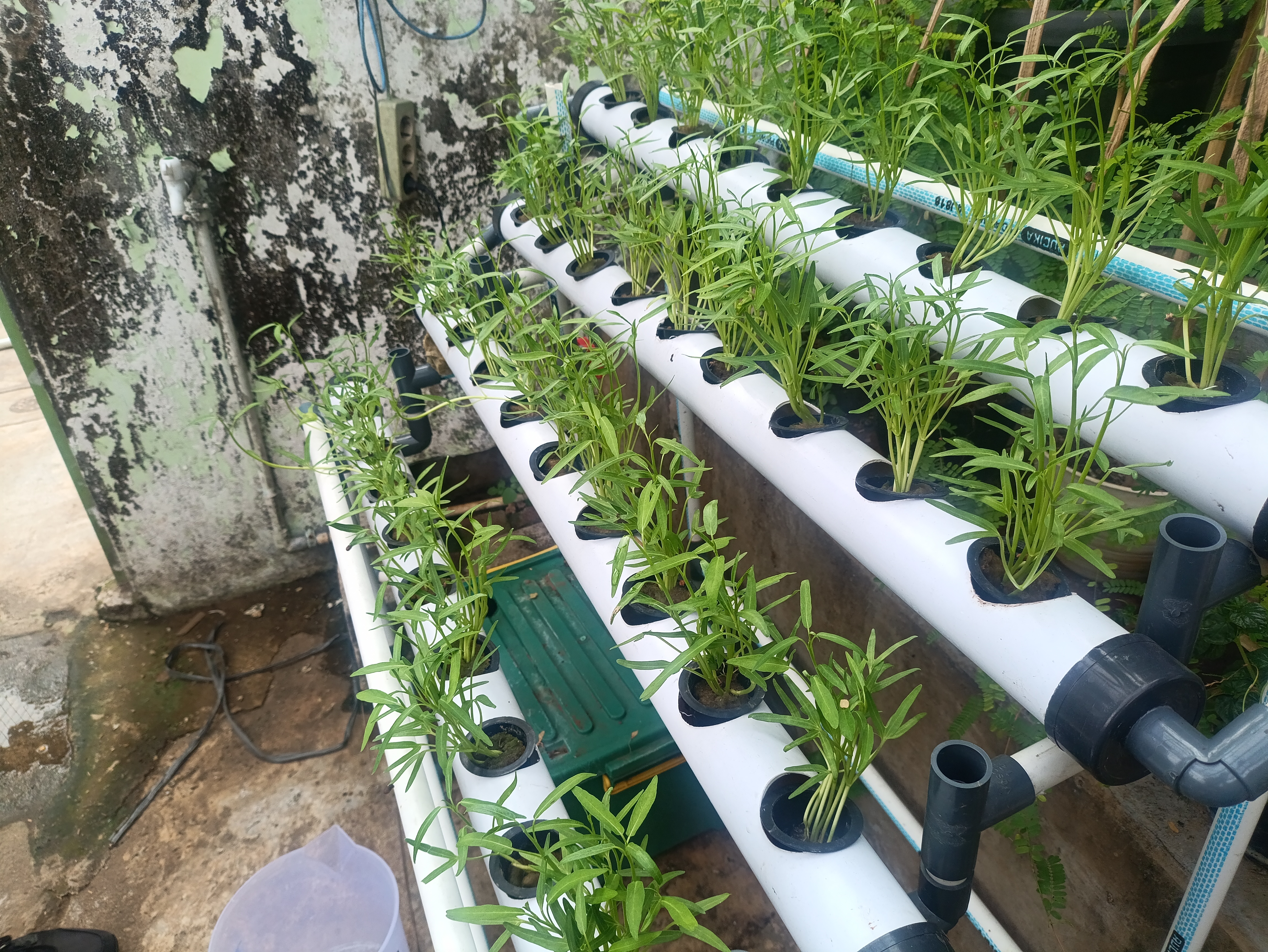 Lahan Urban Farming SMAN 63 Jakarta - Gambar 20