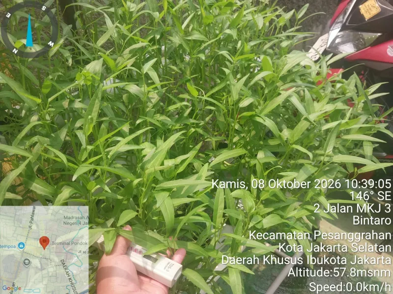 Lahan Urban Farming SDN Bintaro 09 - Gambar 39