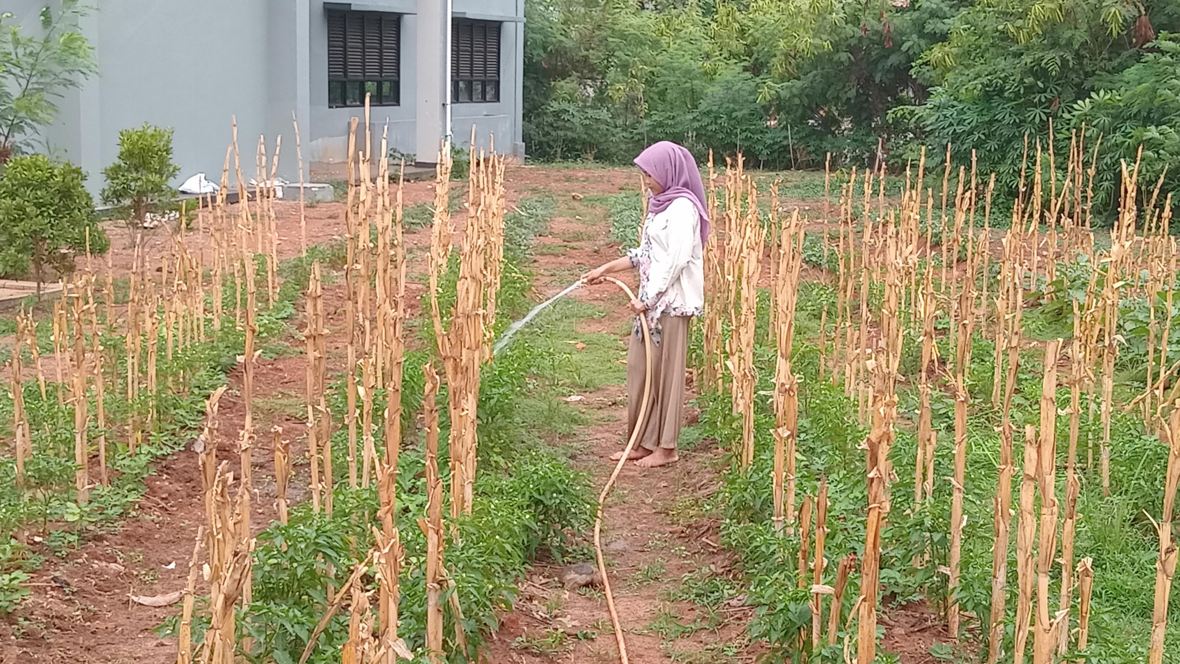 KEBUN SMKN 74 JAGAKARSA JAKARTA SELATAN - Gambar 84