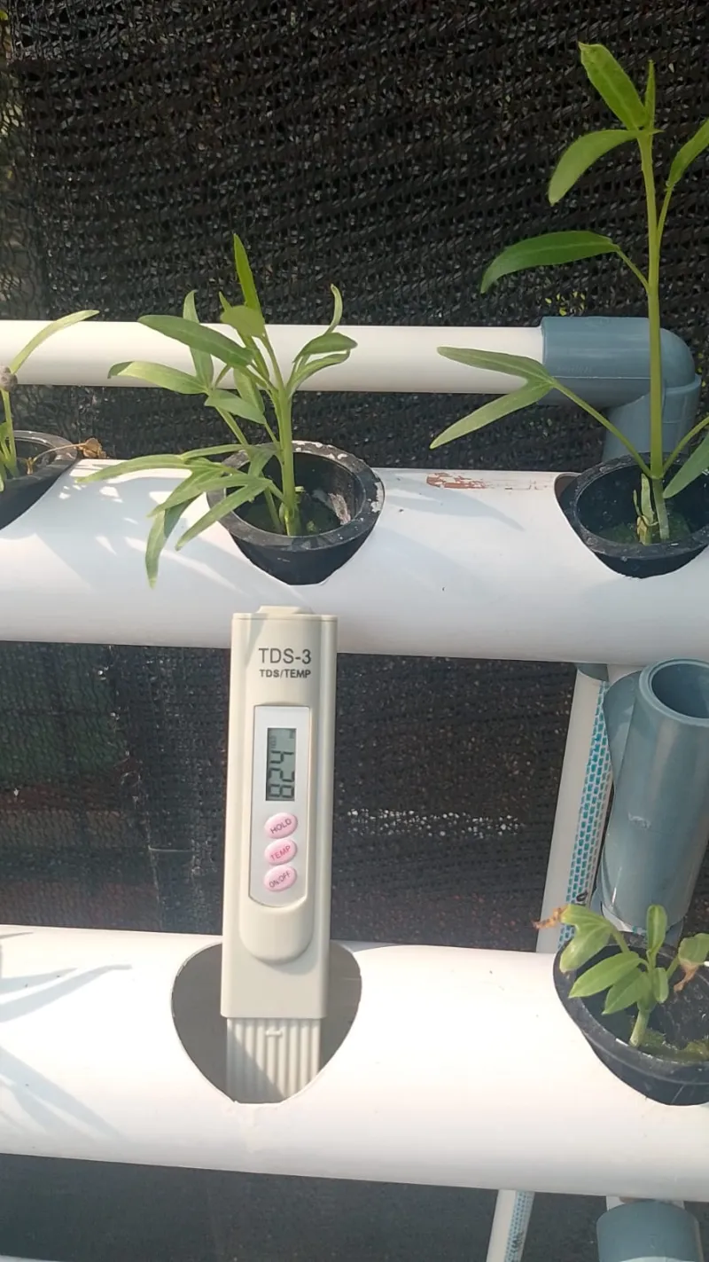Lahan Urban Farming SMAN 109 Jakarta - Gambar 71