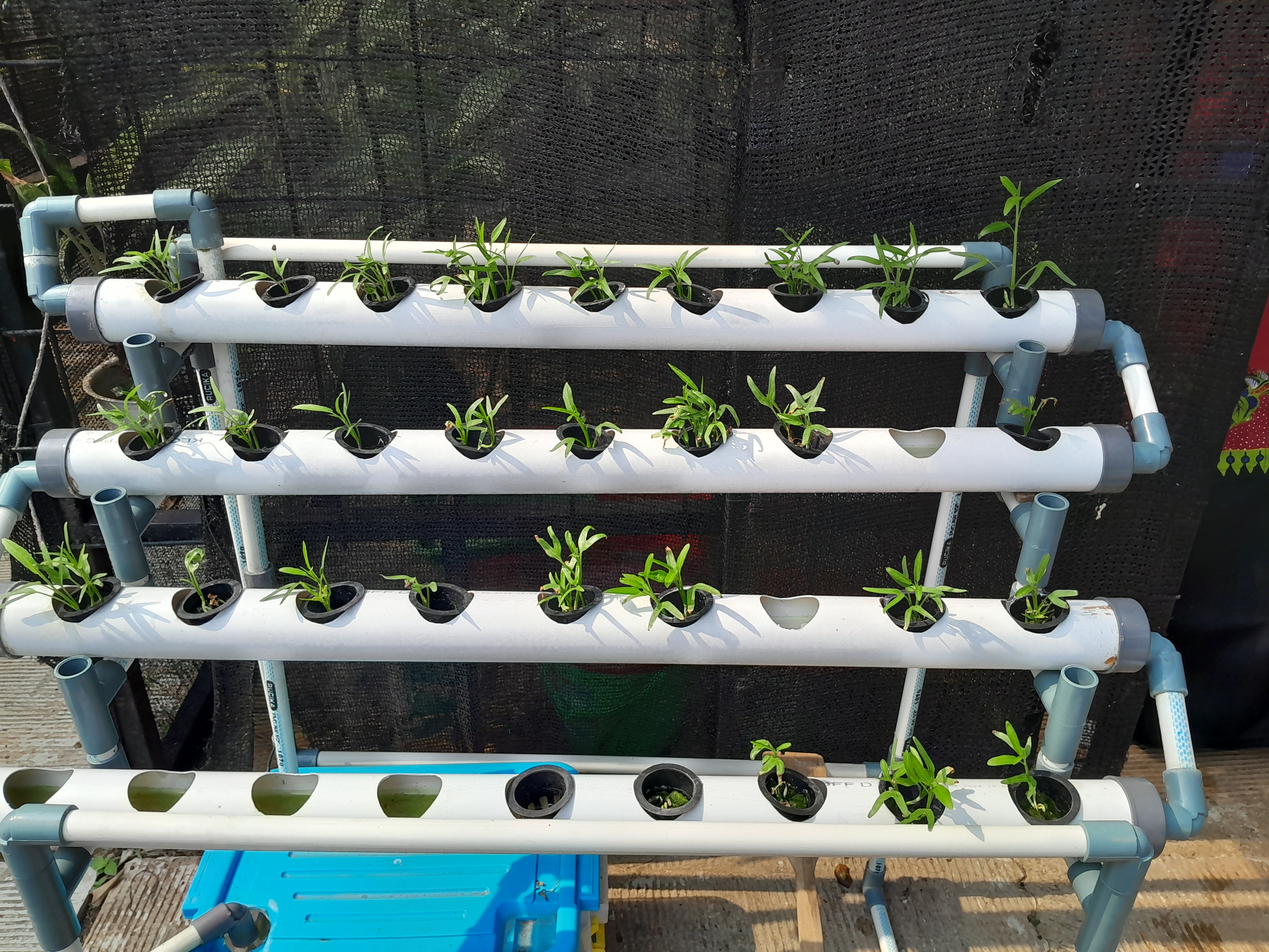 Lahan Urban Farming SMAN 109 Jakarta - Gambar 70