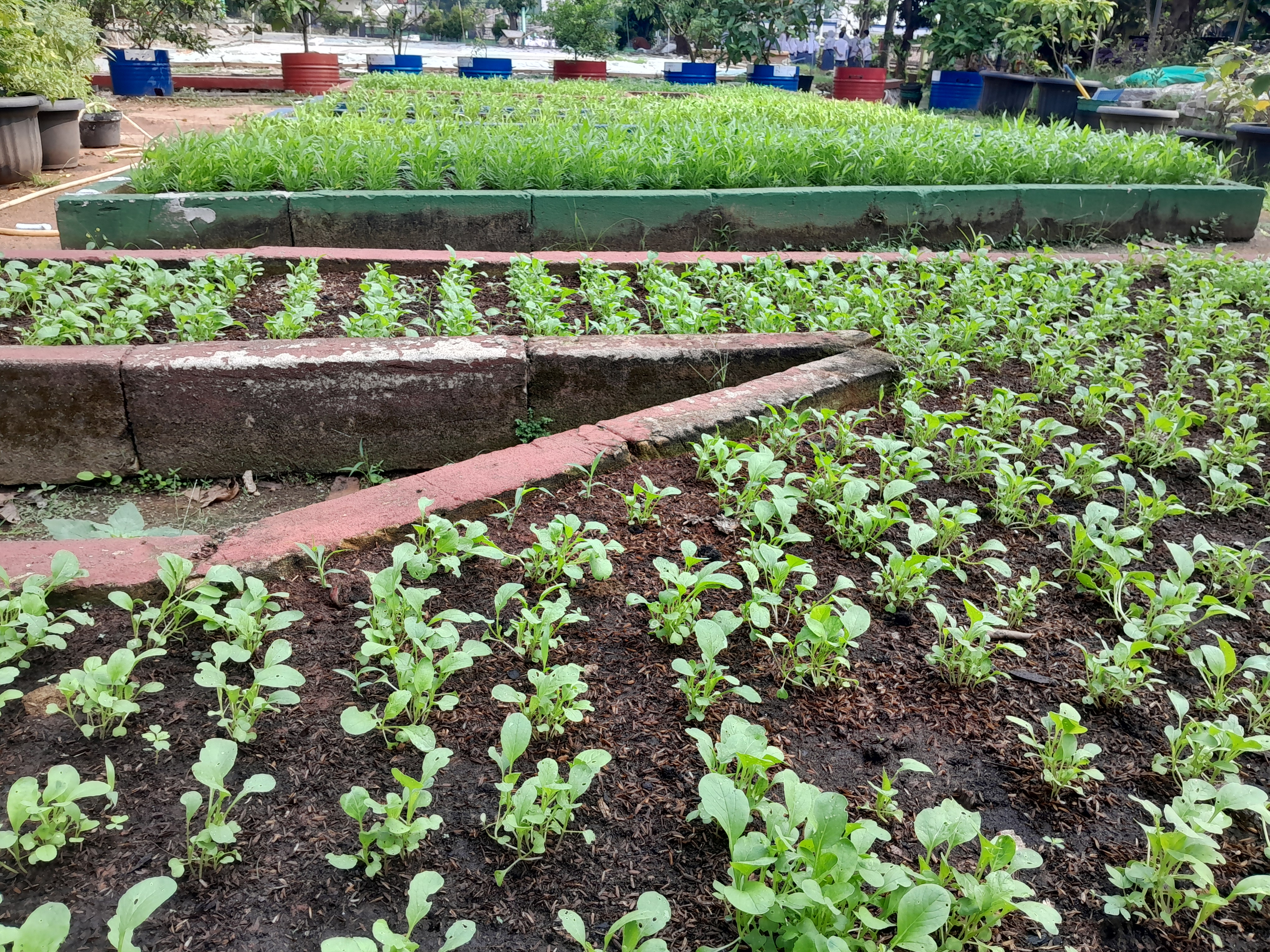 Lahan Urban Farming SMAN 109 Jakarta - Gambar 68