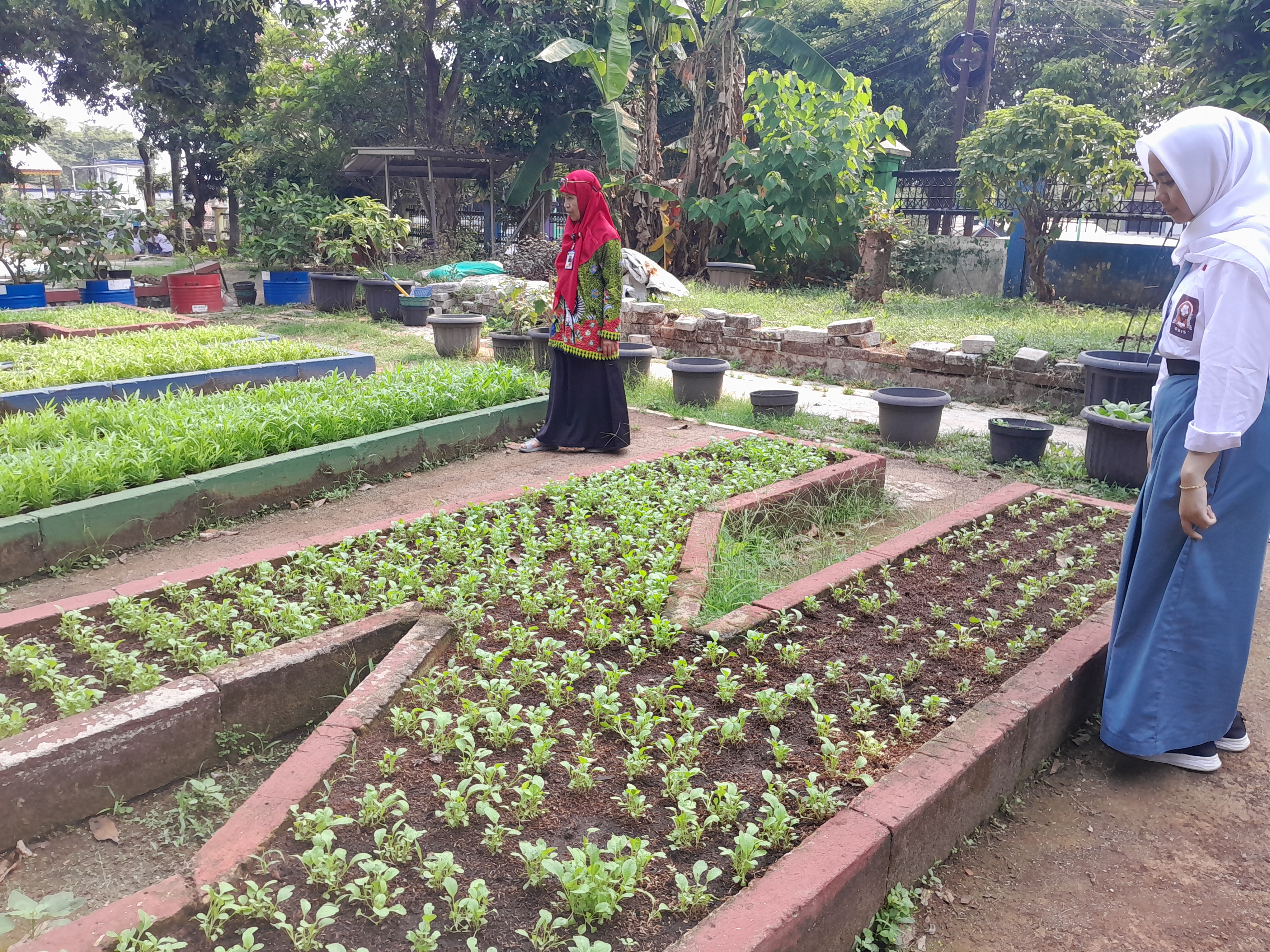 Lahan Urban Farming SMAN 109 Jakarta - Gambar 69